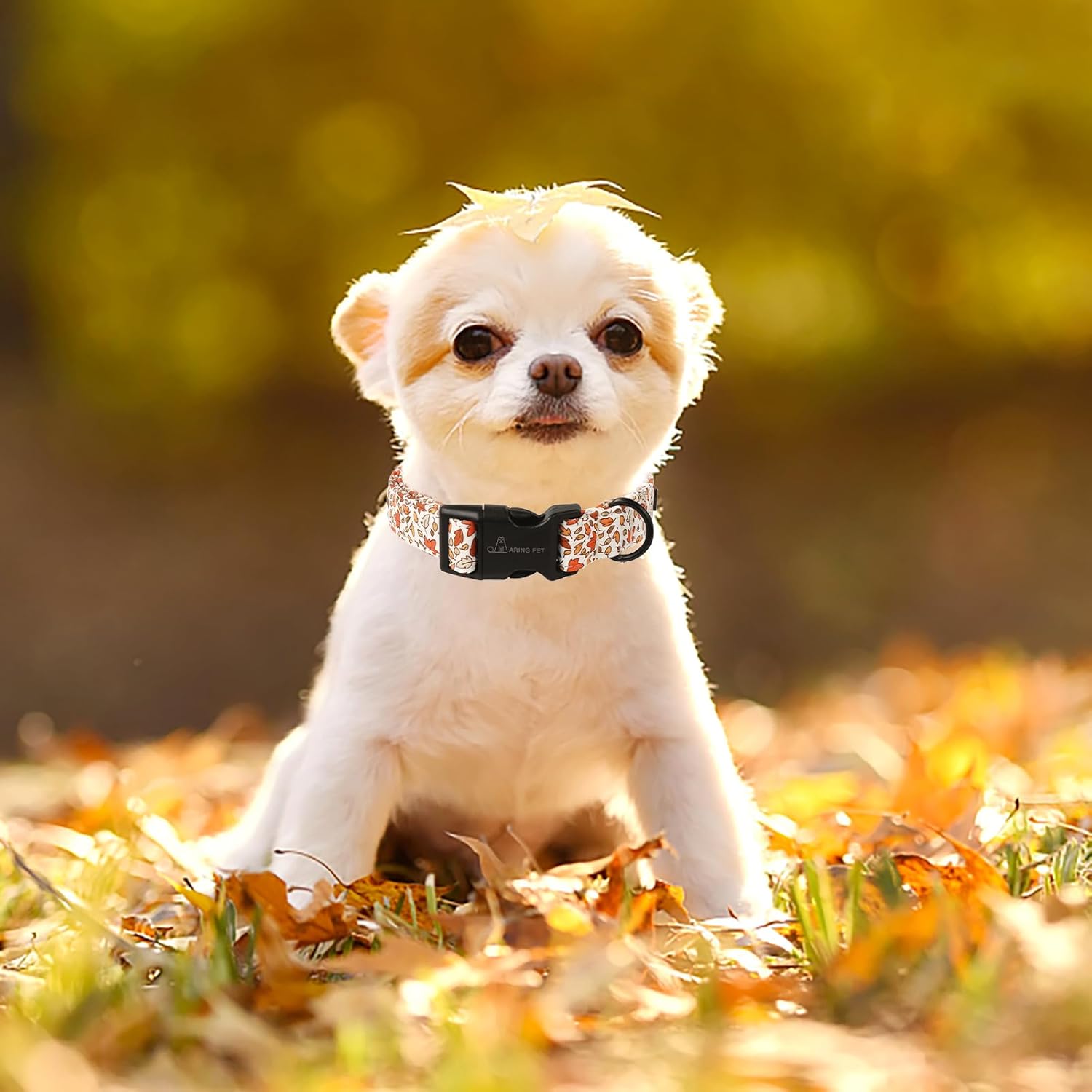 Fall Dog Collar-Cute Maple Leaves Dog Collar for Small Dogs, Adjustable Autumn Pet Collars Puppy Collar with Quick Release Buckle for Girl&Boy Dogs