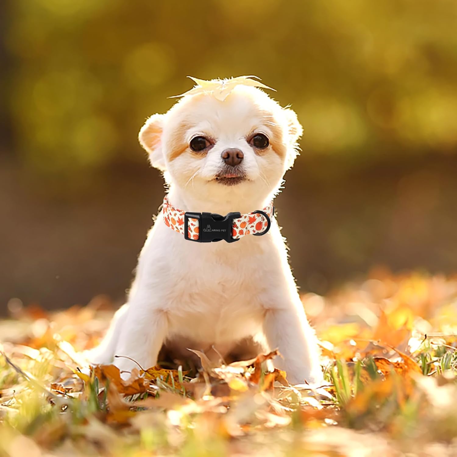 Fall Dog Collar-Cute Halloween Dog Collar for Small Dogs, Adjustable Pumpkin Pet Collars Puppy Collar with Quick Release Buckle for Girl&Boy Dogs