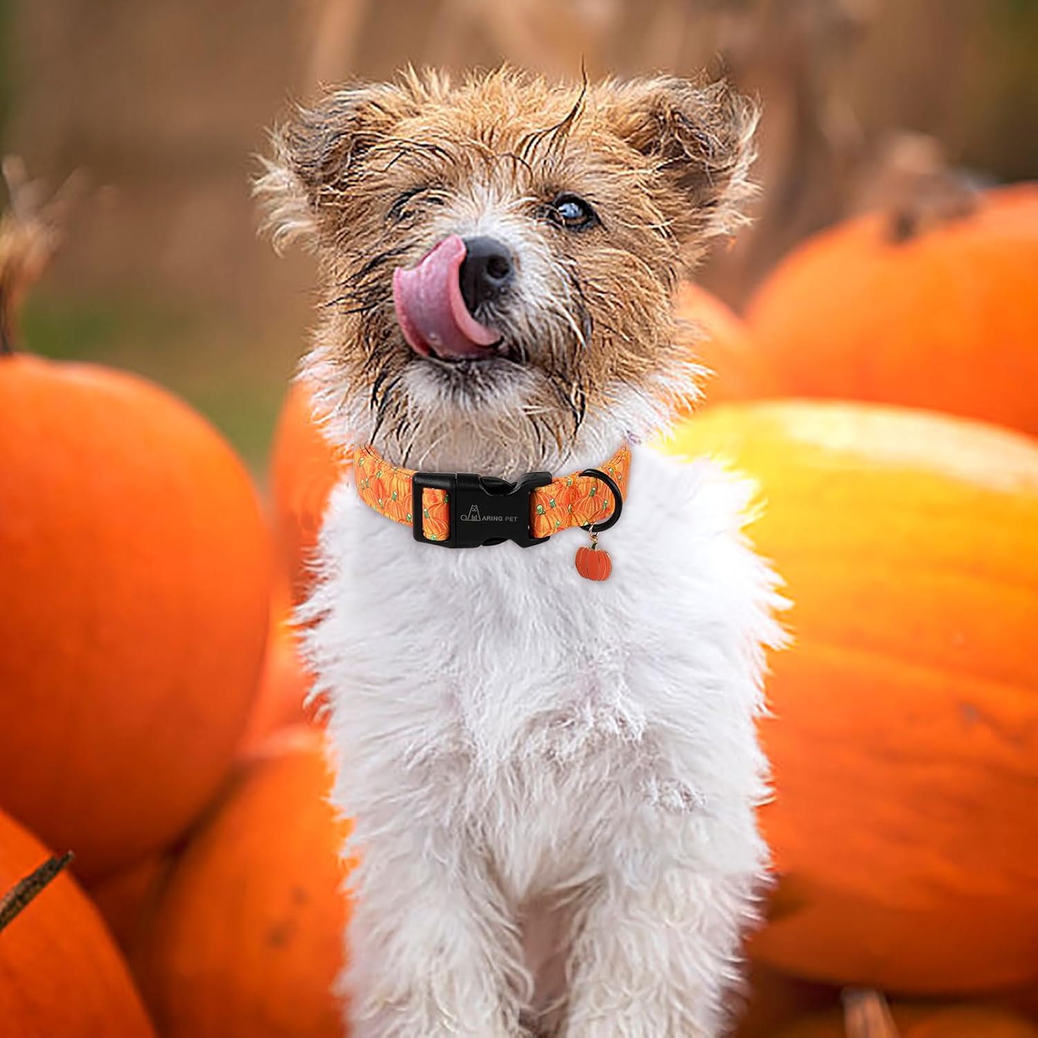 Halloween Dog Collar-Cute Pumpkin Dog Collars, Adjustable Halloween Pumpkin Pet Collars Puppy Collar with Quick Release Buckle for Girl&Boy Dogs
