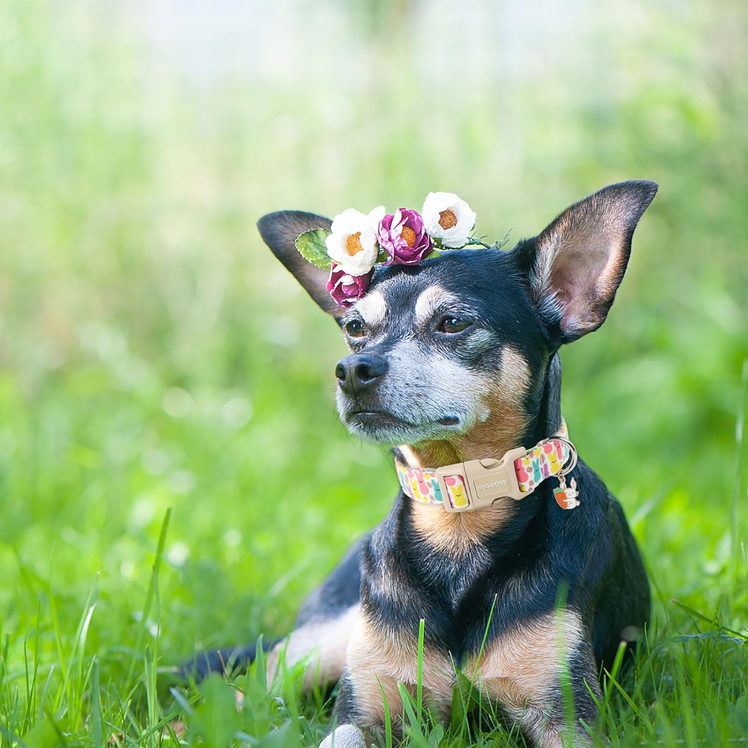 Easter Dog Collar- Cute Coloful Egg Dog Collars Adjustable Designer Easter Day Puppy Heart Dog Collar for Small Medium Large Dogs