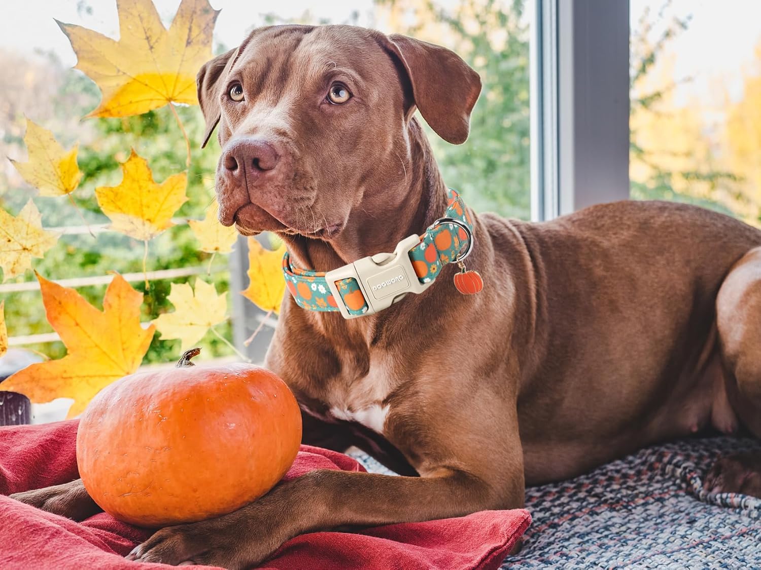 Fall Pumpkin Dog Collar- Cute Fall Holiday Dog Collars Adjustable Halloween Dog Collar for Small Medium Large Dogs