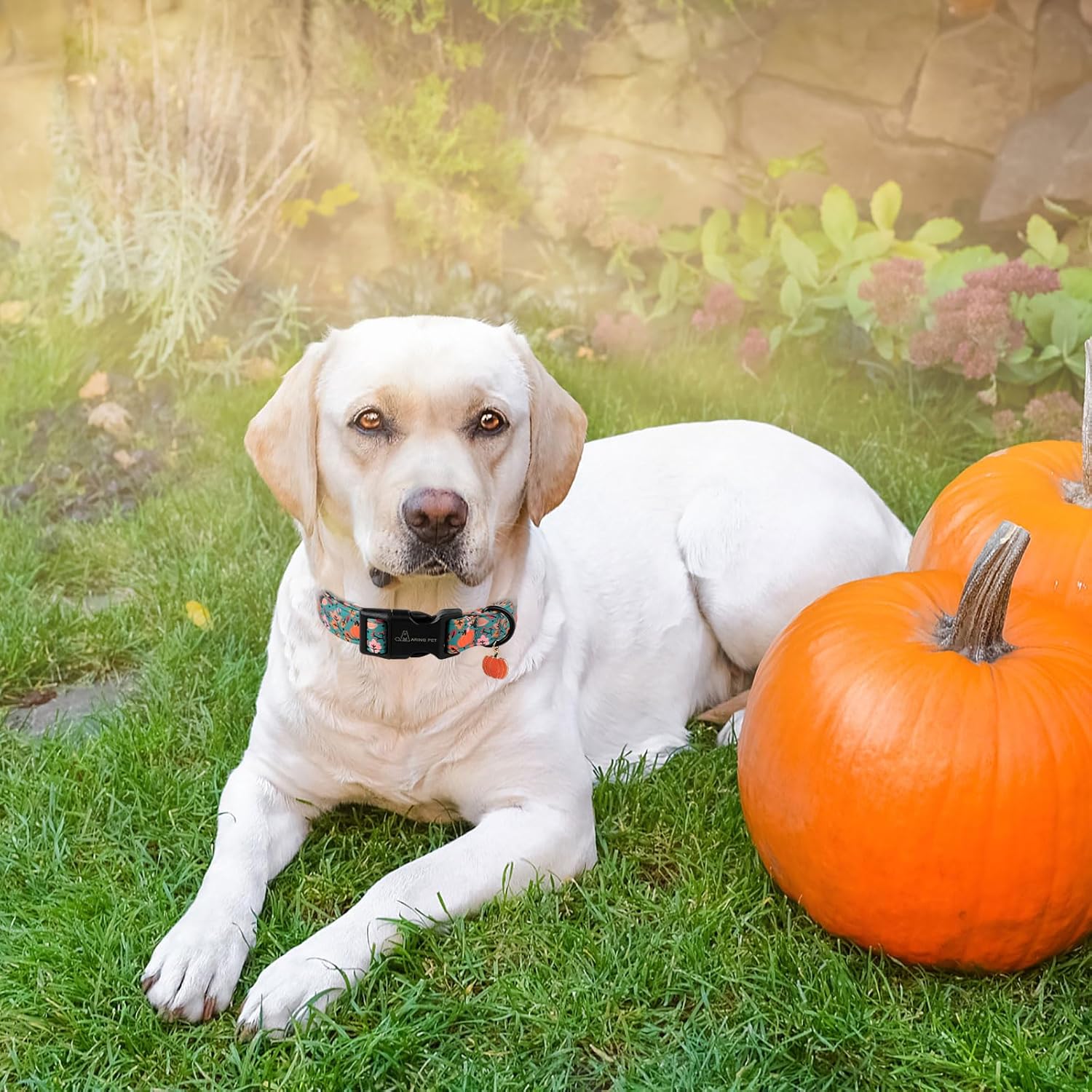 Halloween Dog Collar-Cute Green Pumpkin Dog Collars, Adjustable Fall Printed Pet Collars Puppy Collar with Quick Release Buckle for Girl&Boy Dogs
