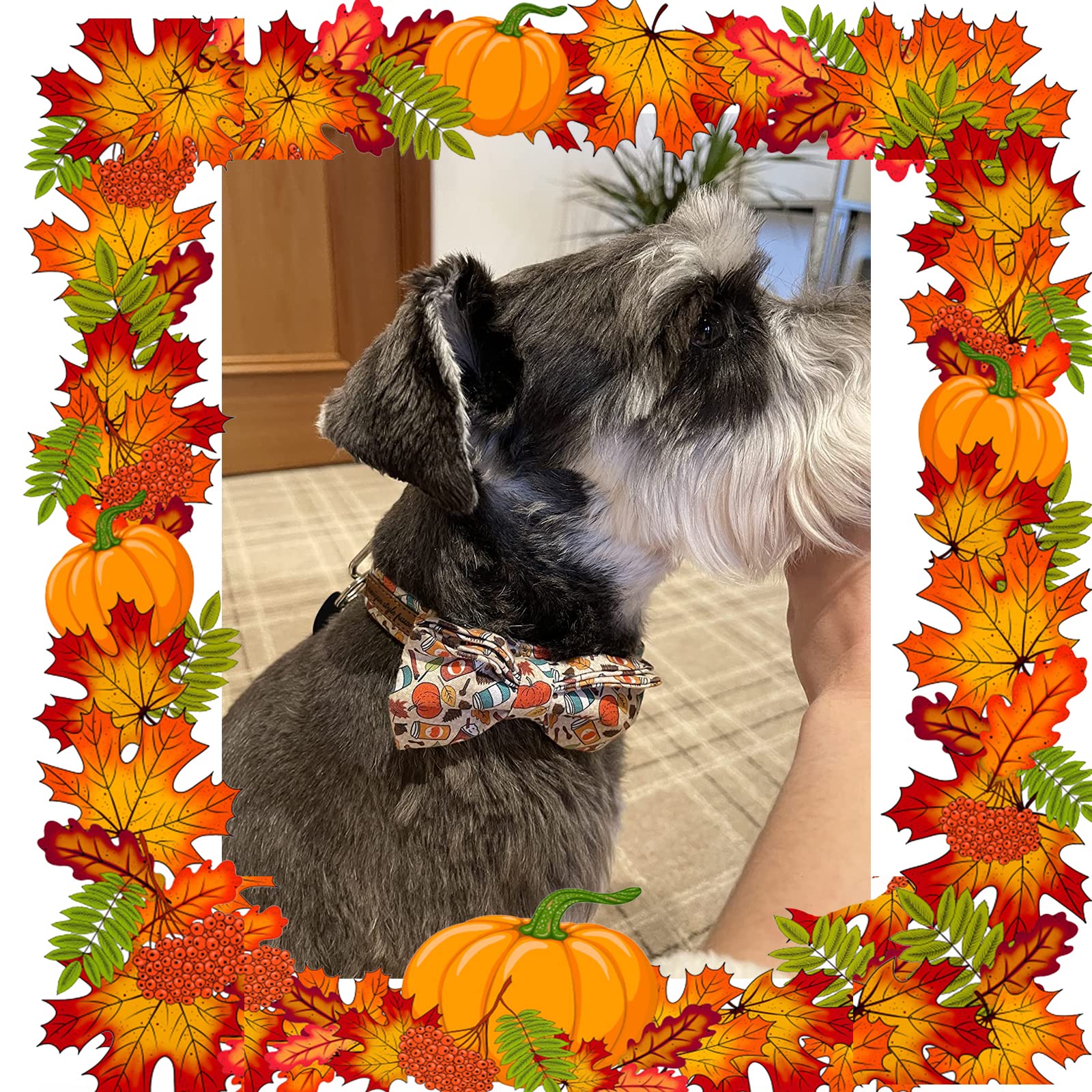 Fall Dog Collar with Bowtie Adjustable Collars for Collar