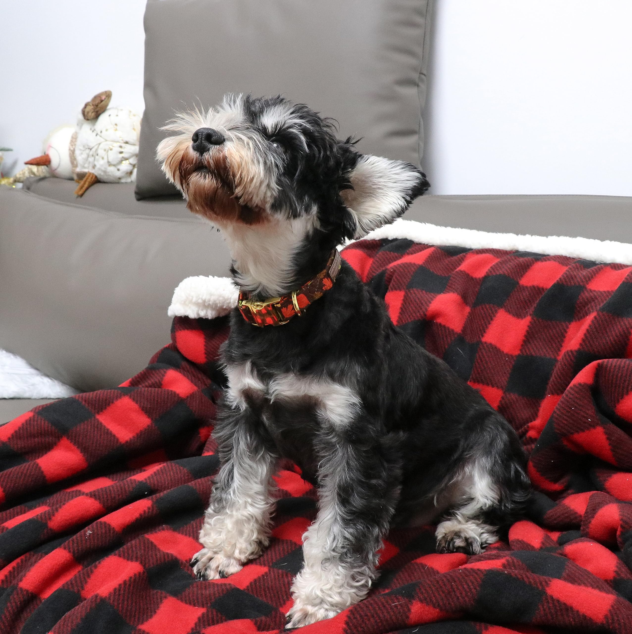 Dog Collar Metal Buckle Maple Leaves Collar Gift Durable Cute Collar for Small Medium Large Boys Girls Dogs