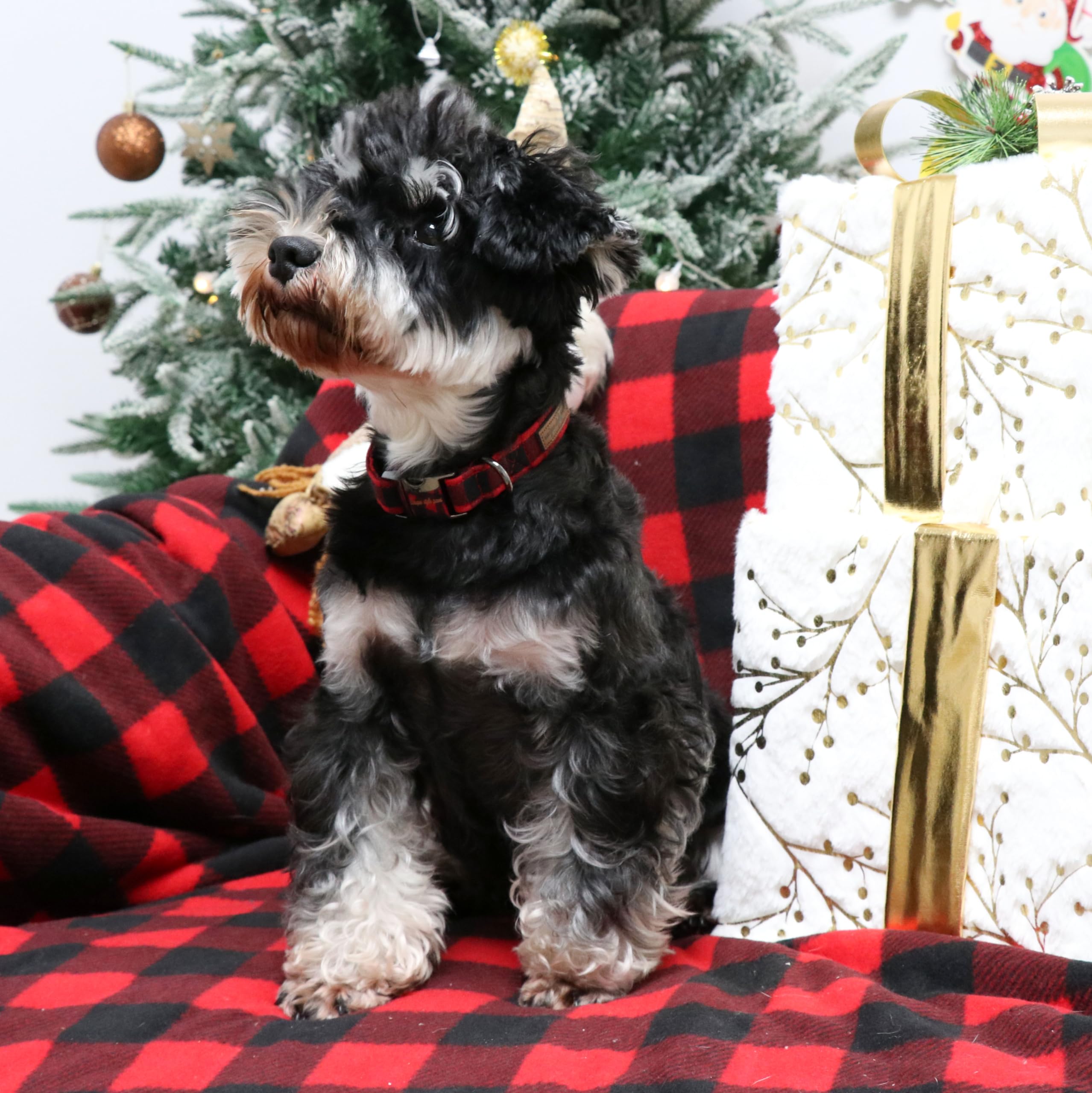 Christmas Dog Collar Metal Buckle Red Black Plaid Puppy Collar Gift Durable Cute Collar for Small Medium Large Boys Girls Dogs