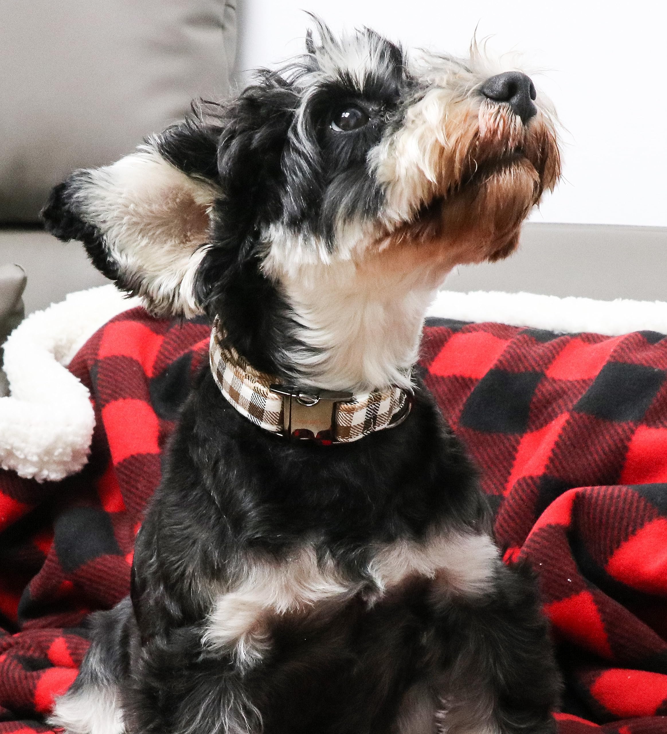 Dog Collar Metal Buckle Brown Plaid Collar Gift Durable Cute Collar for Small Medium Large Boys Girls Dogs