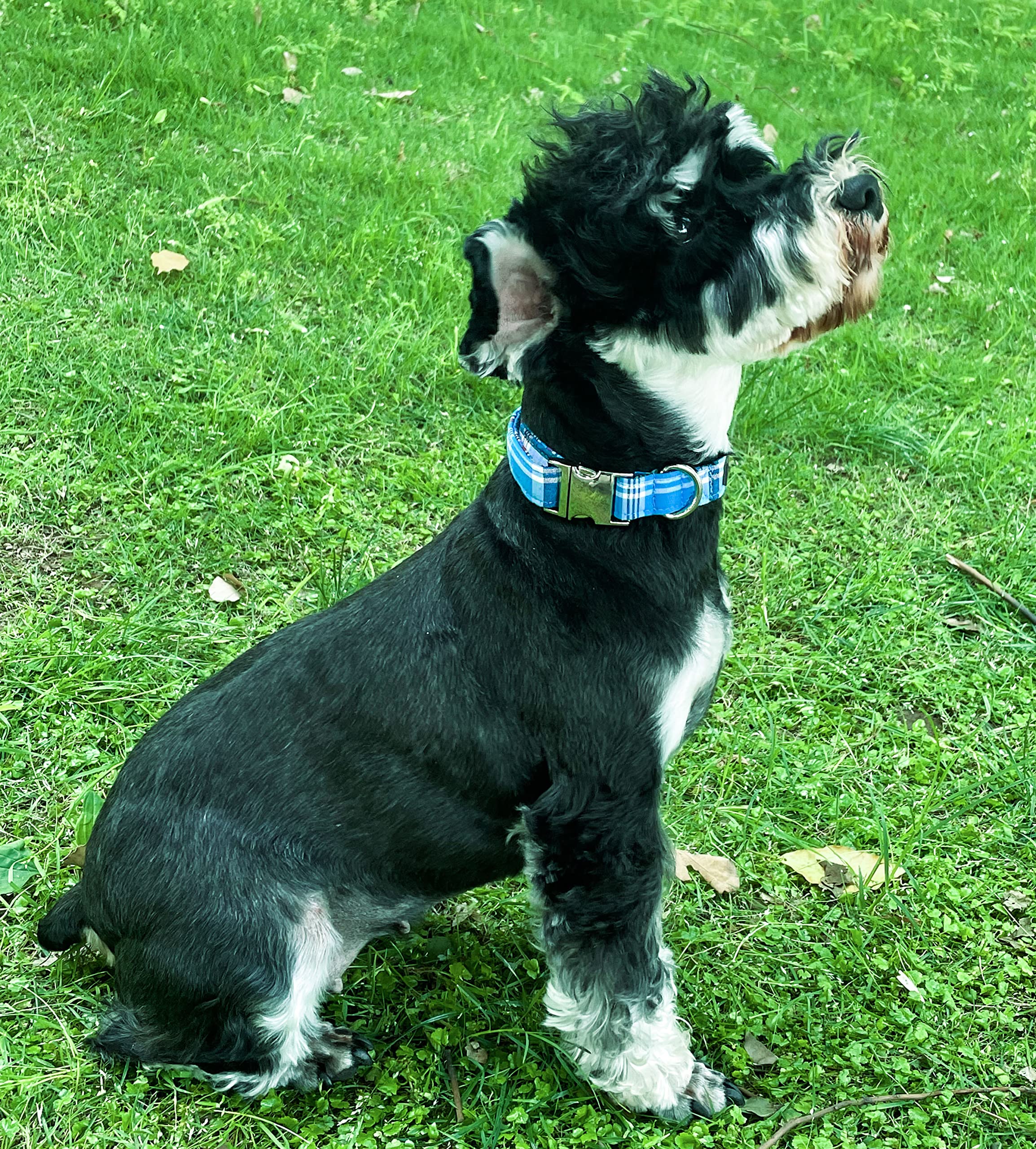 Dog Collar Metal Buckle Blue Plaid Collar Gift Durable Cute Collar for Small Medium Large Boys Girls Dogs
