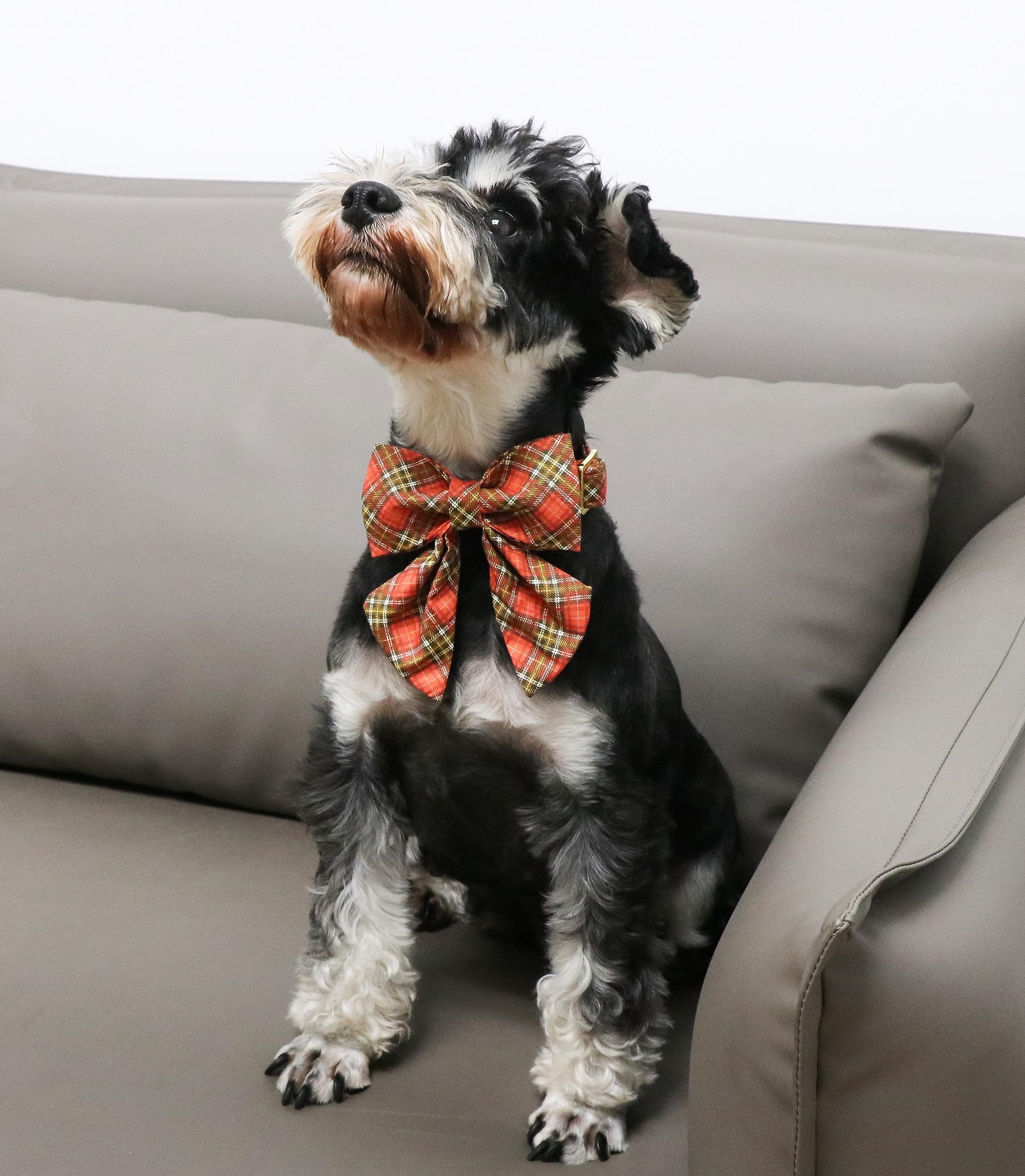 Halloween Pumpkin Plaid Dog Collar with Sailor Bow