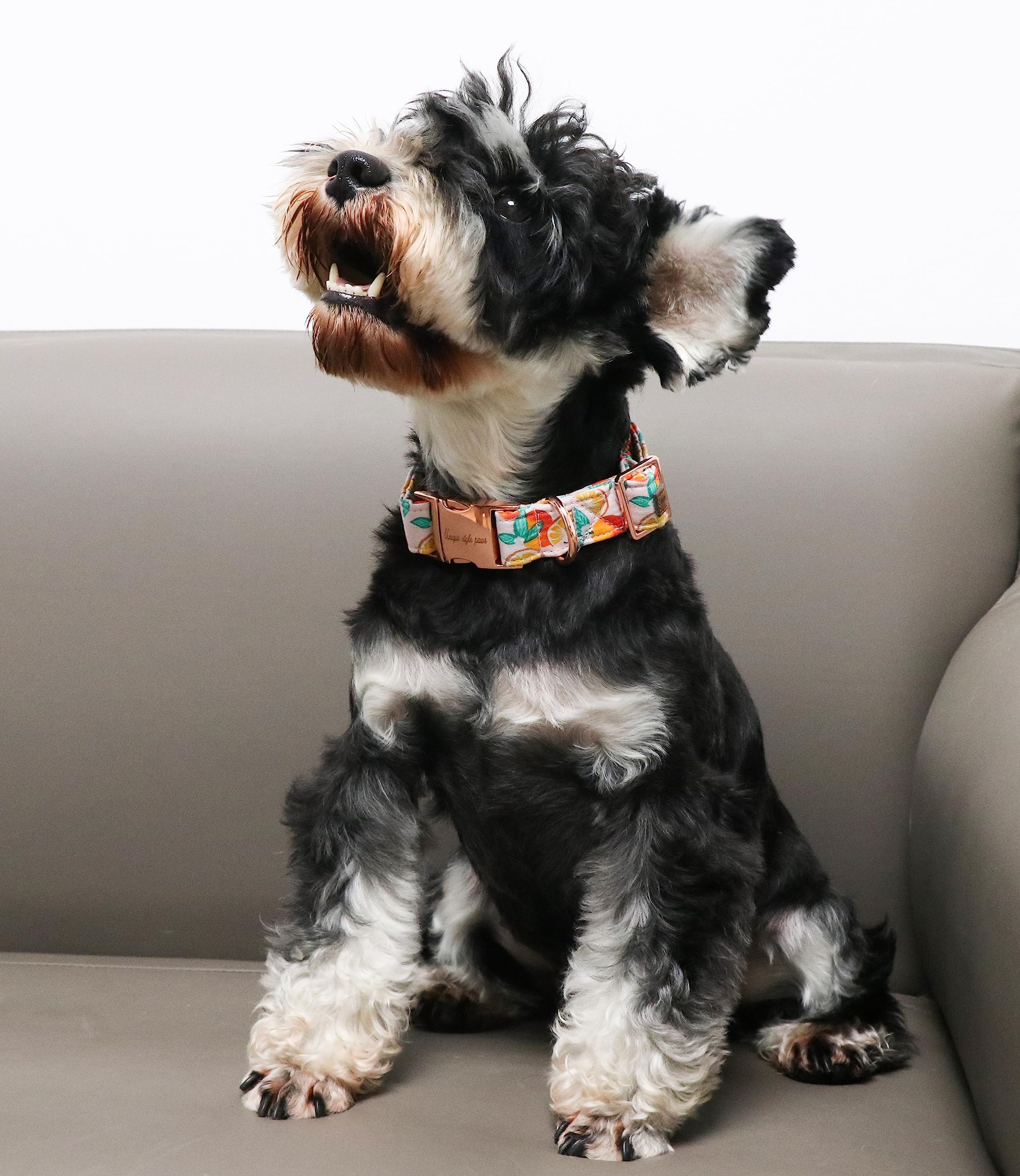 Dog Collar Metal Buckle Orange Collar Gift Durable Cute Collar for Small Medium Large Boys Girls Dogs
