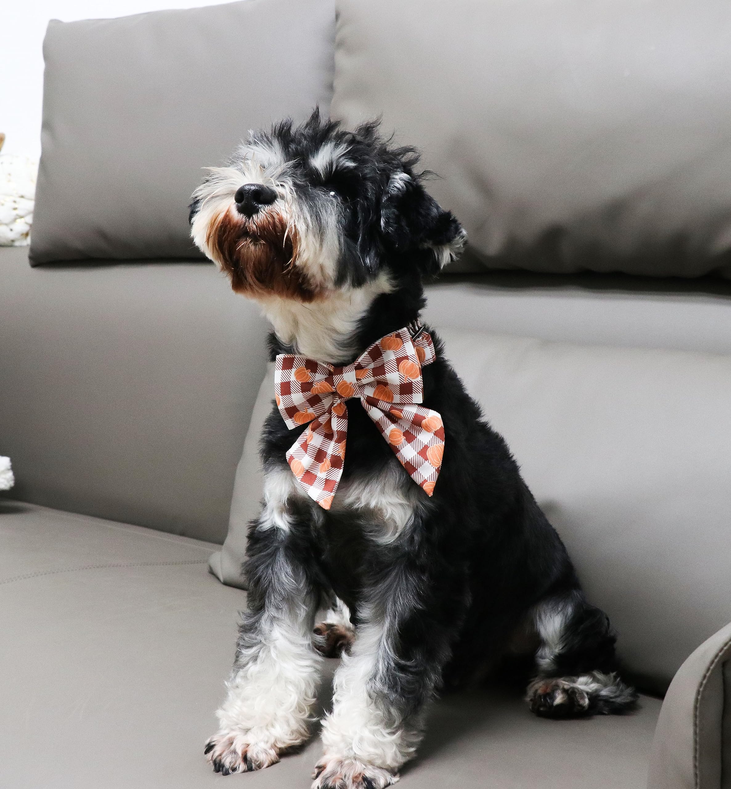 Halloween Pumpkin Plaid Dog Collar with Sailor Bow