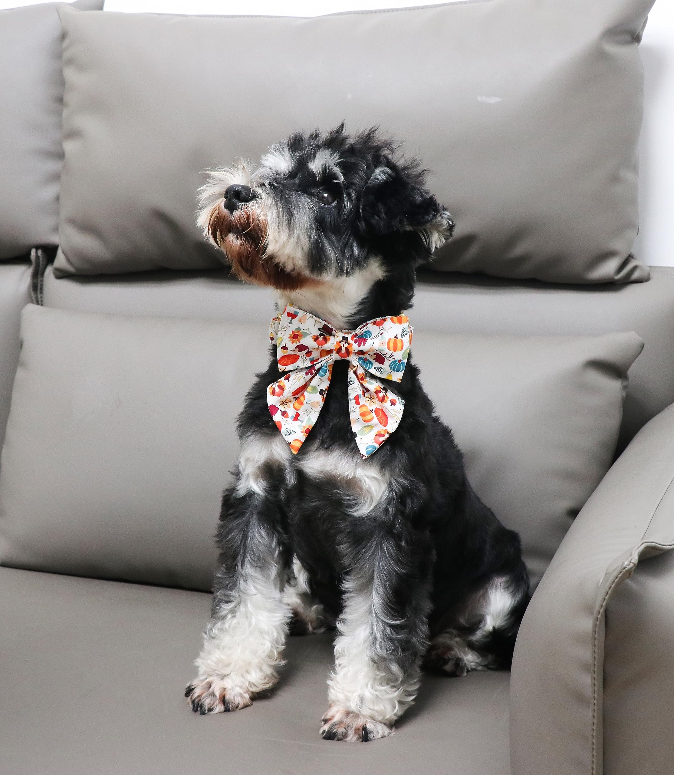 Halloween Pumpkin Plaid Dog Collar with Sailor Bow