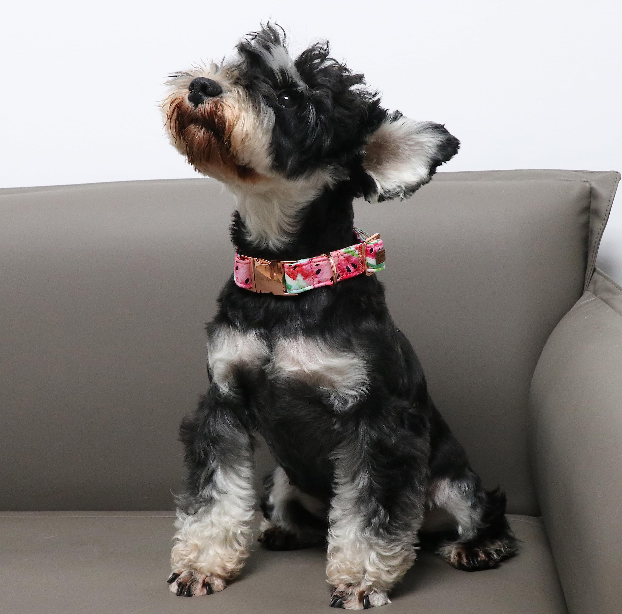 Dog Collar Metal Buckle Watermelon Collar Gift Durable Cute Collar for Small Medium Large Boys Girls Dogs