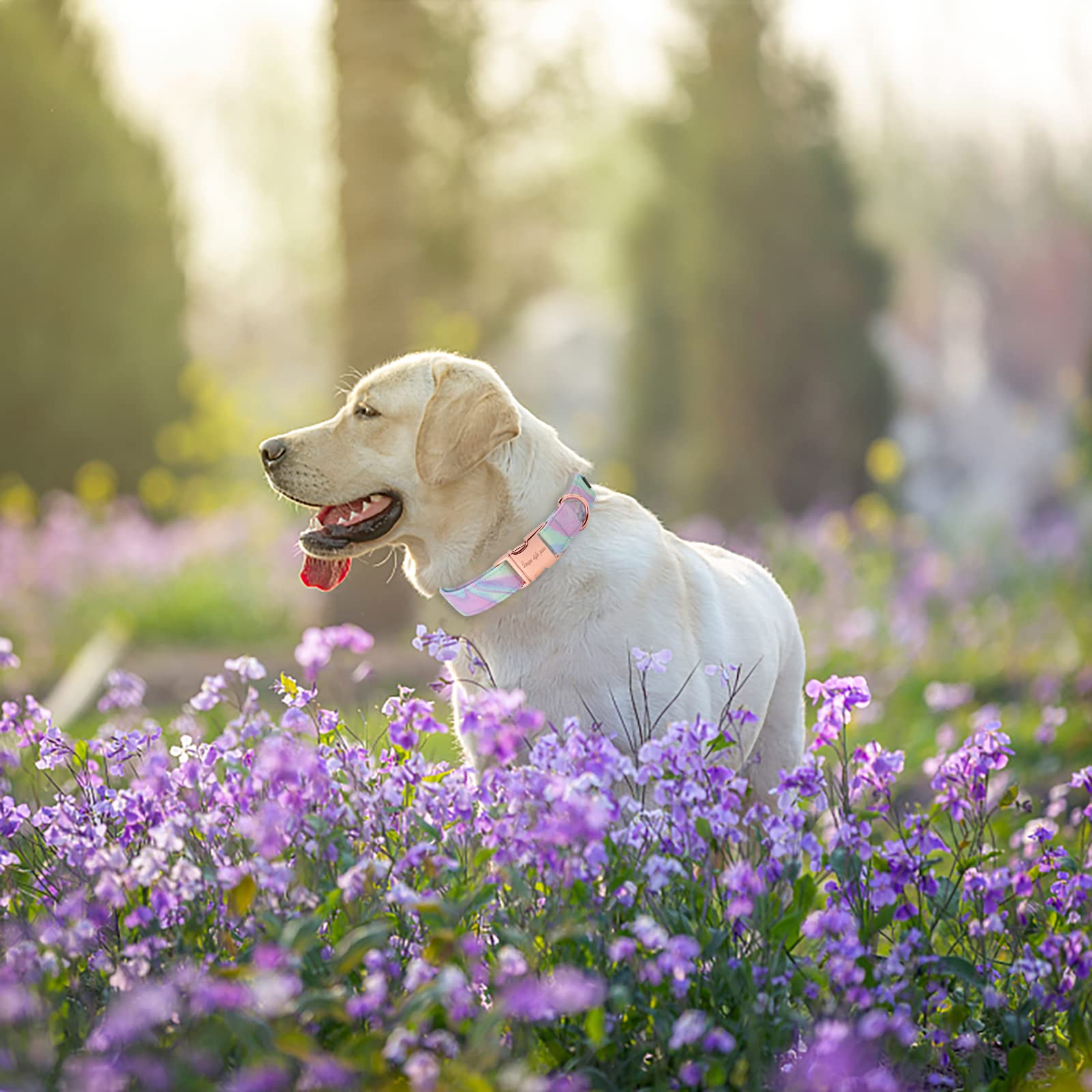 Dog Collar Metal Buckle Purple Blending Collar Gift Durable Cute Collar for Small Medium Large Boys Girls Dogs
