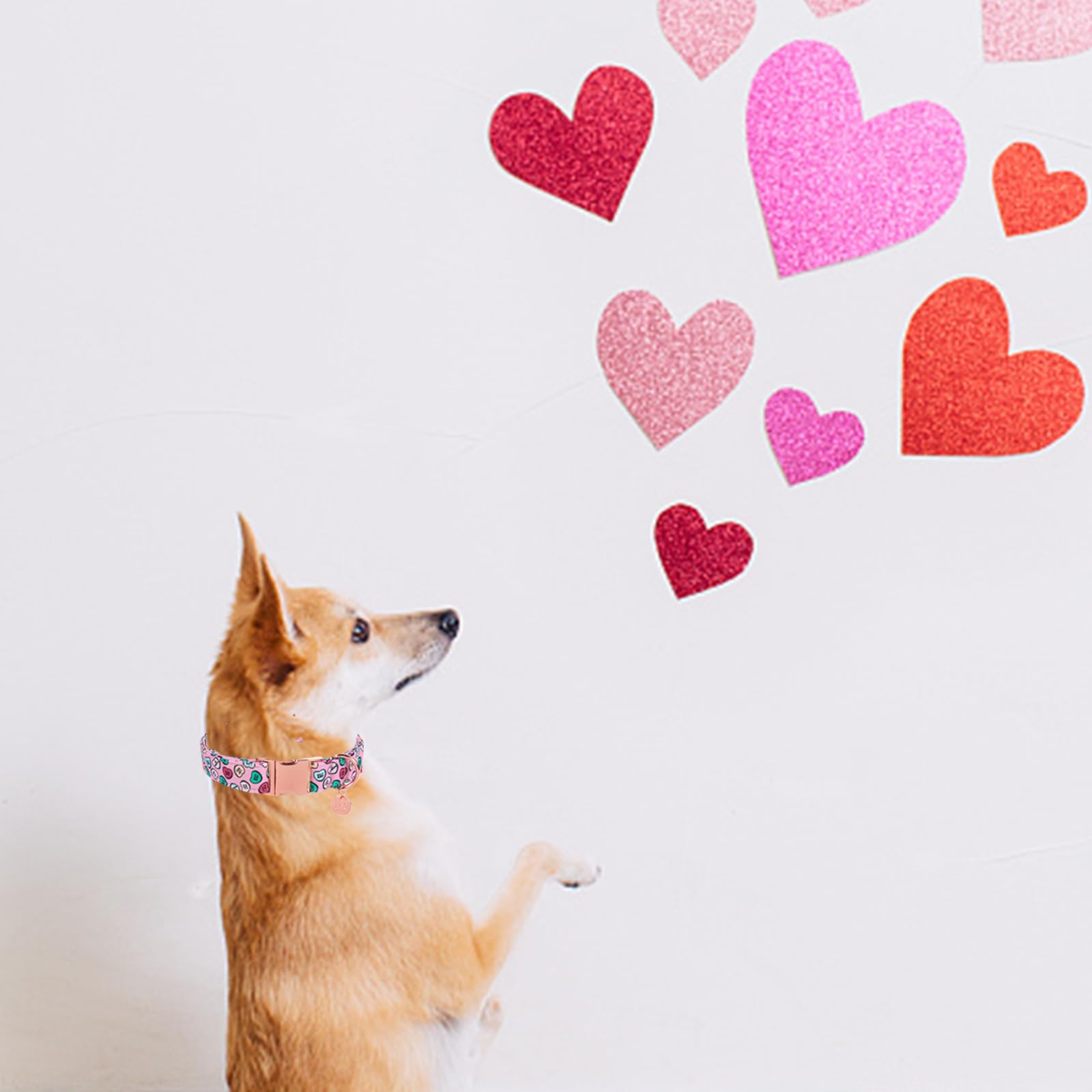 Valentine's Day Dog Collar, Heart Dog Collar for Small Medium Large Girl Boy Dogs or Cats, Wedding Dog Collar Match Dog Leash, Pet Collar with Metal Buckle