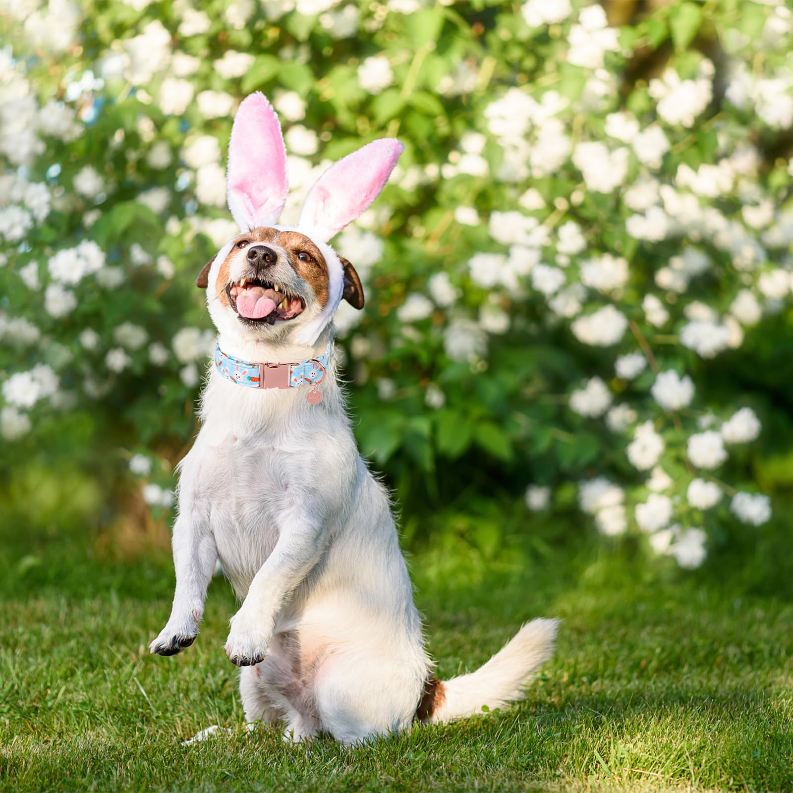 Easter Dog Collar, Cotton Easter Bunny Collar for Puppy Girl Boy Dog or Cat, Easter Day Gift Rabbit Carrot Dog Collar, Cute Carrot Pet Dog Collar with Metal Buckle