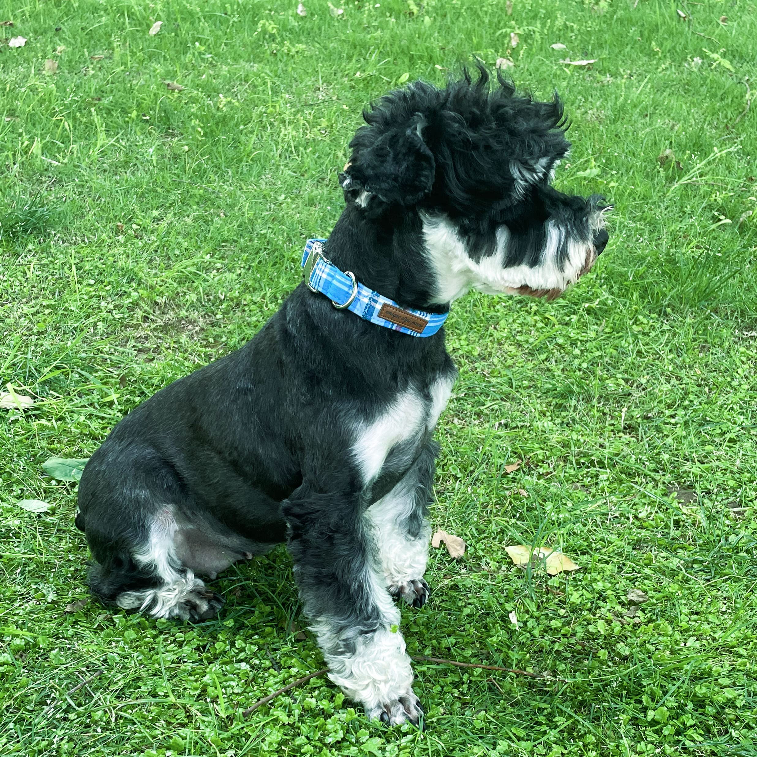 Dog Collar Metal Buckle Blue Plaid Collar Gift Durable Cute Collar for Small Medium Large Boys Girls Dogs