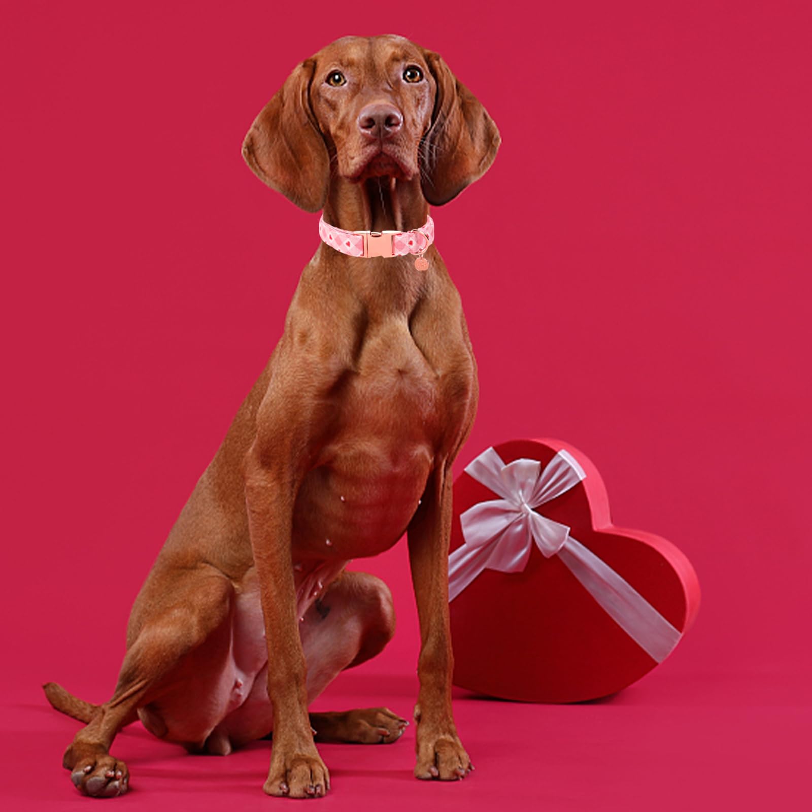 Valentine's Day Dog Collar,Pink Heart Dog Collar for Small Medium Large Girl Boy Dogs or Cats, Wedding Dog Collar Match Dog Leash, Pet Collar with Metal Buckle