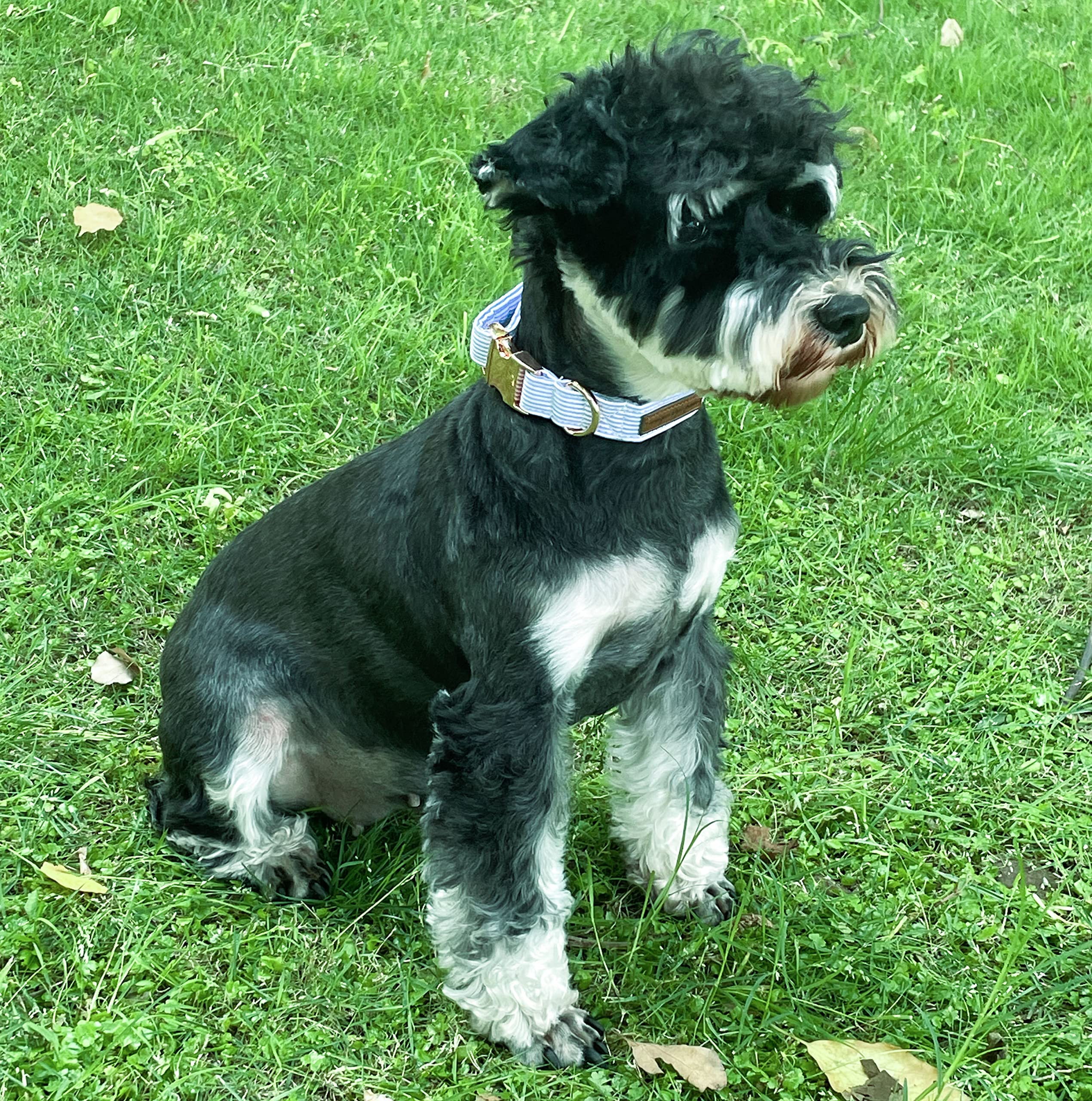 Dog Collar Metal Buckle Blue Stripe Collar Gift Durable Cute Collar for Small Medium Large Boys Girls Dogs