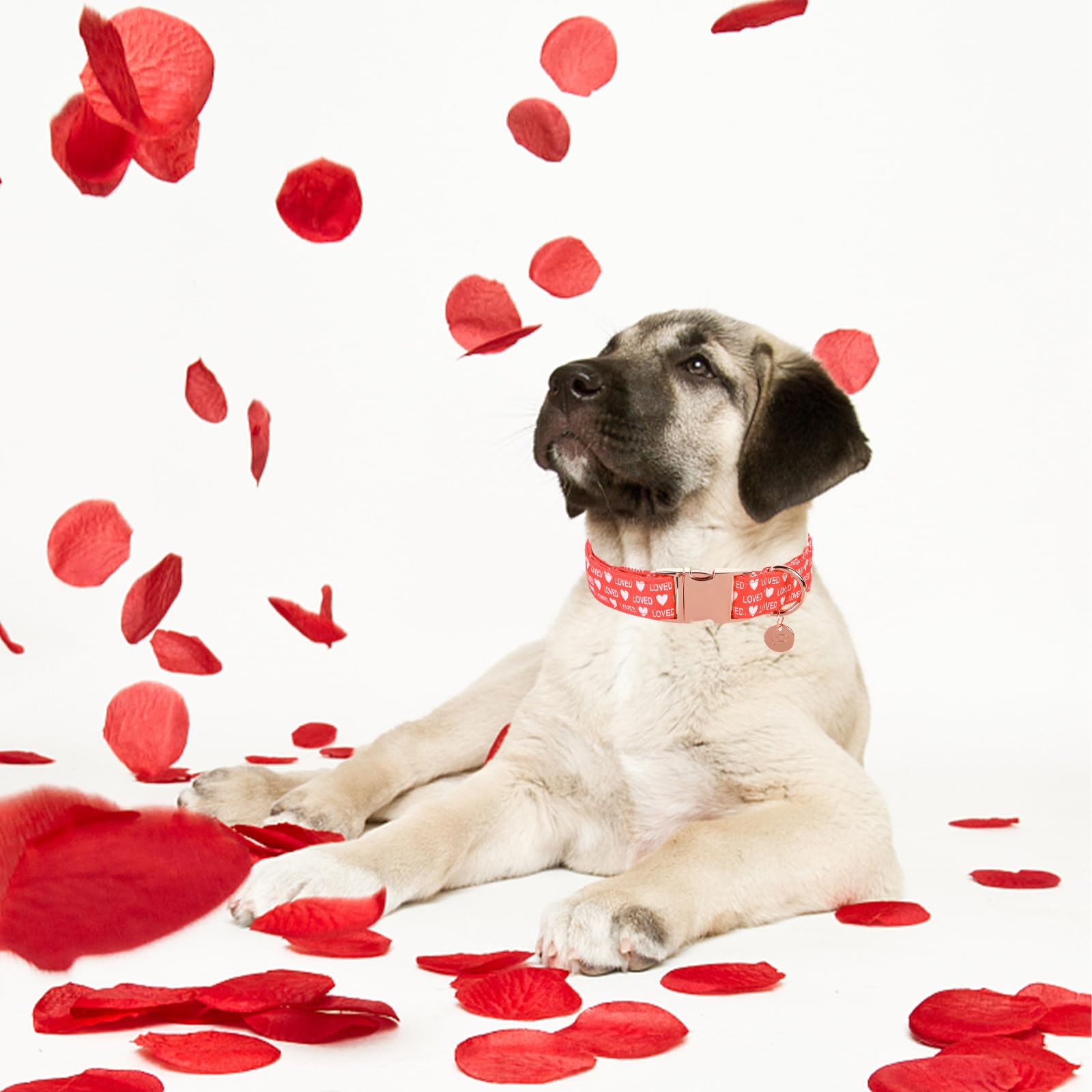 Valentine's Day Dog Collar,Red Heart Dog Collar for Small Medium Large Girl Boy Dogs or Cats, Wedding Dog Collar Match Dog Leash, Pet Collar with Metal Buckle