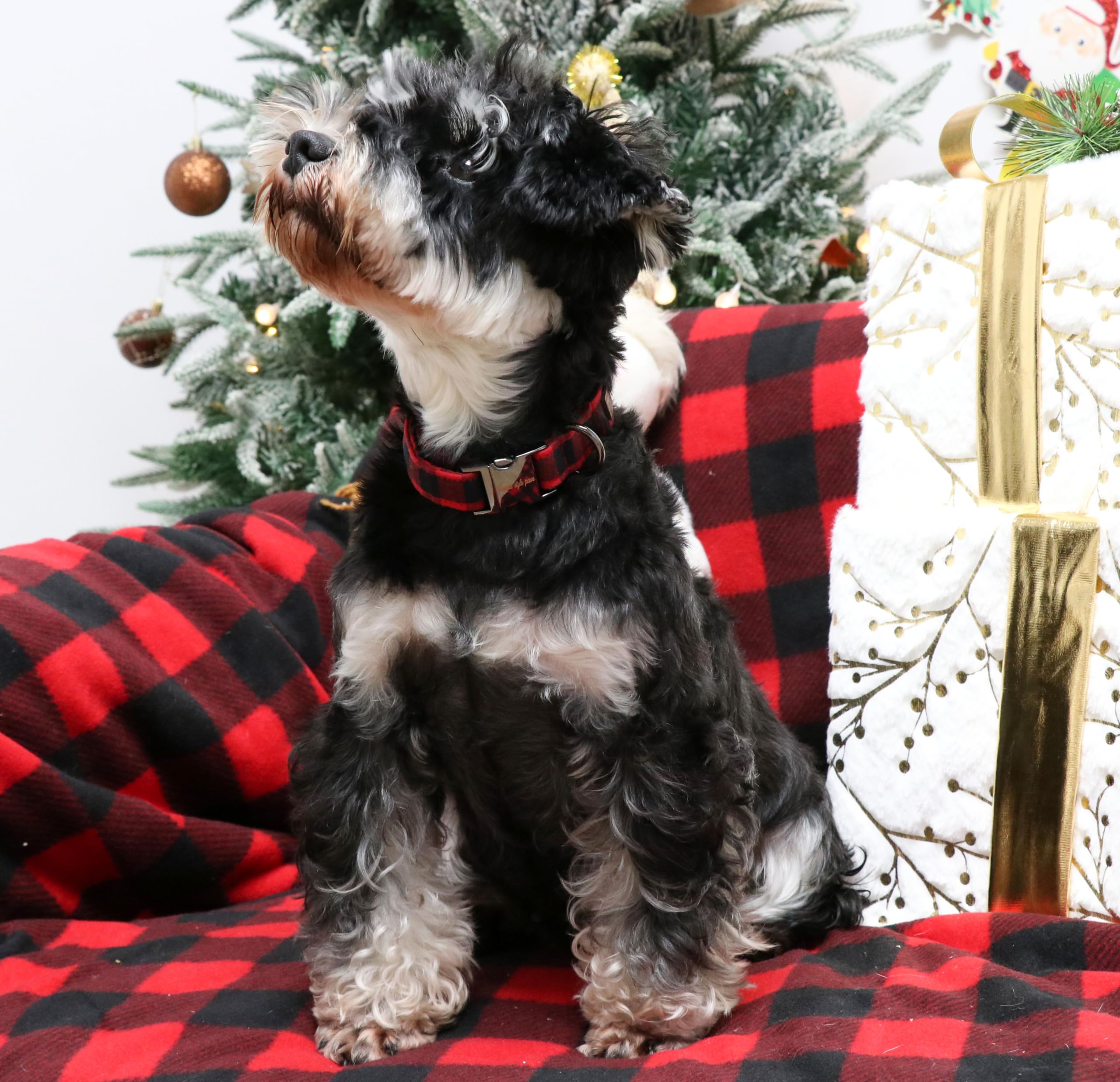 Christmas Dog Collar Metal Buckle Red Black Plaid Puppy Collar Gift Durable Cute Collar for Small Medium Large Boys Girls Dogs
