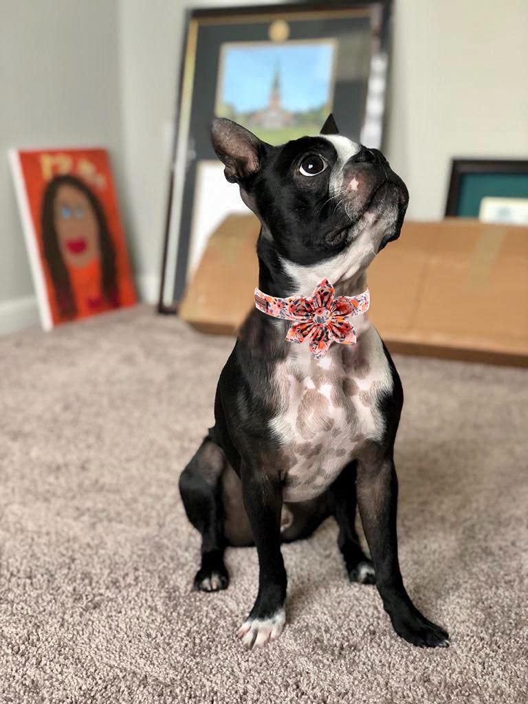 Peach Rose Adjustable Girl Dog Collar with Flower