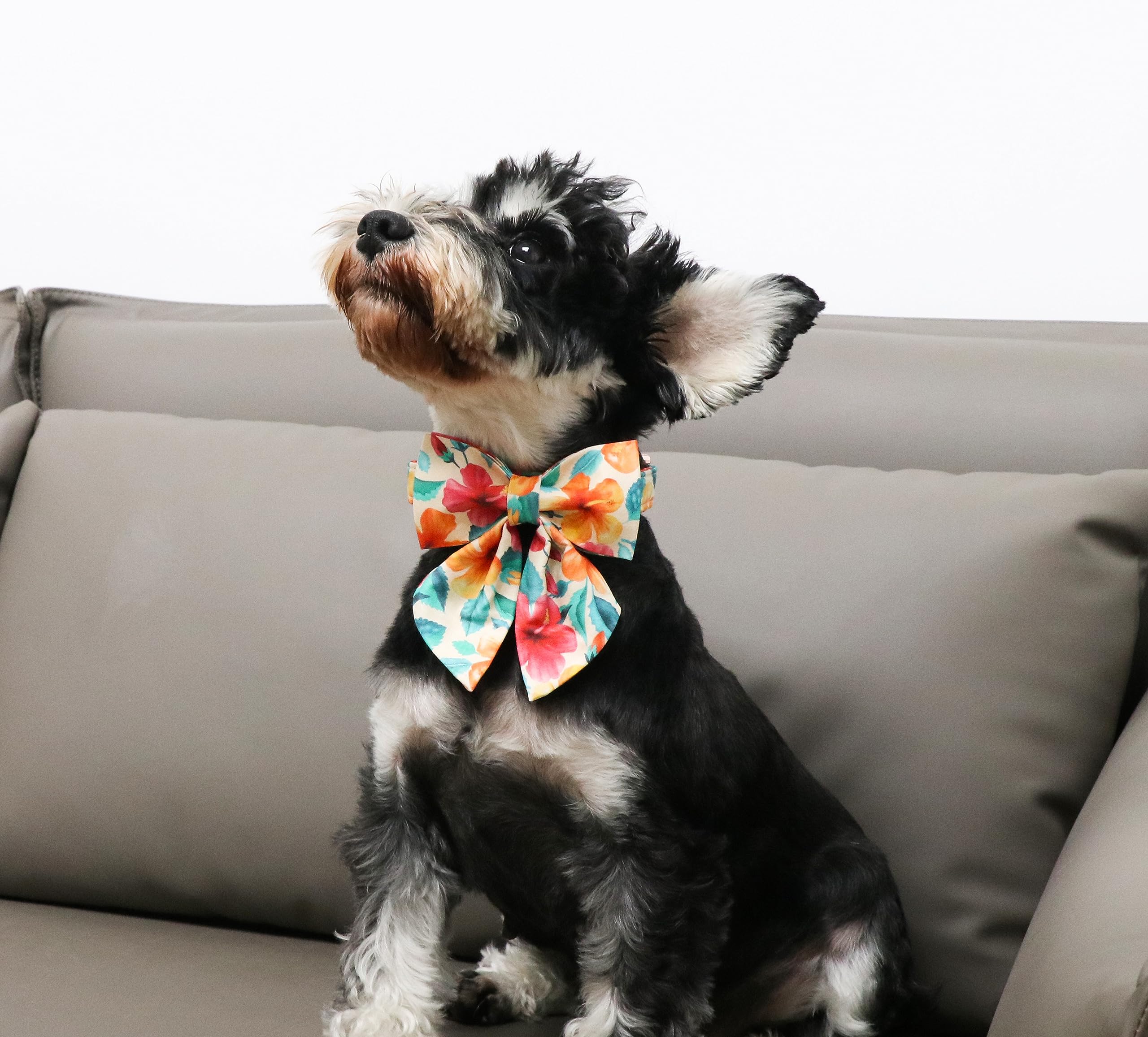 Floral Plaid Colorful Dog Collar with Sailor Bow