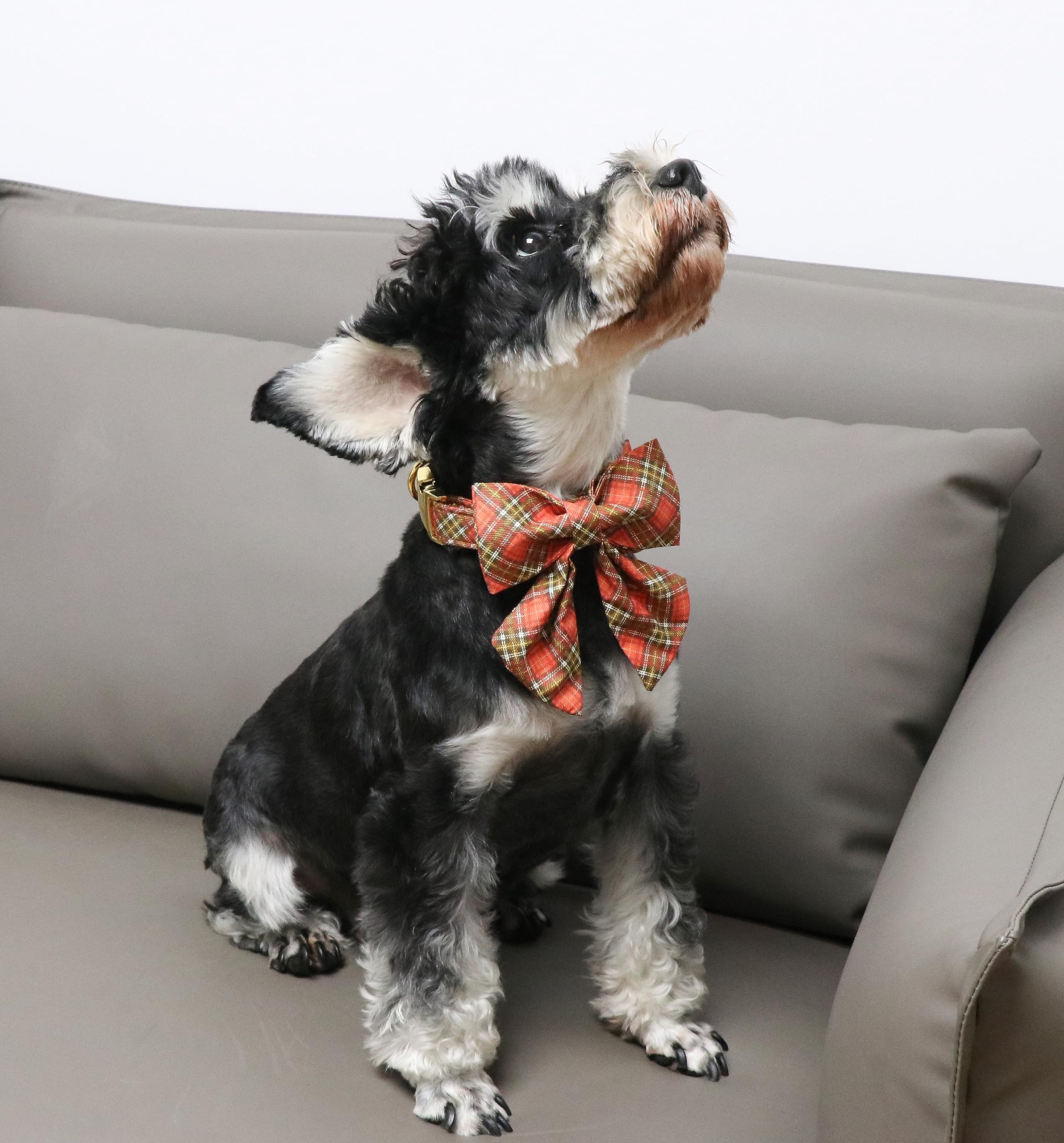 Halloween Pumpkin Plaid Dog Collar with Sailor Bow