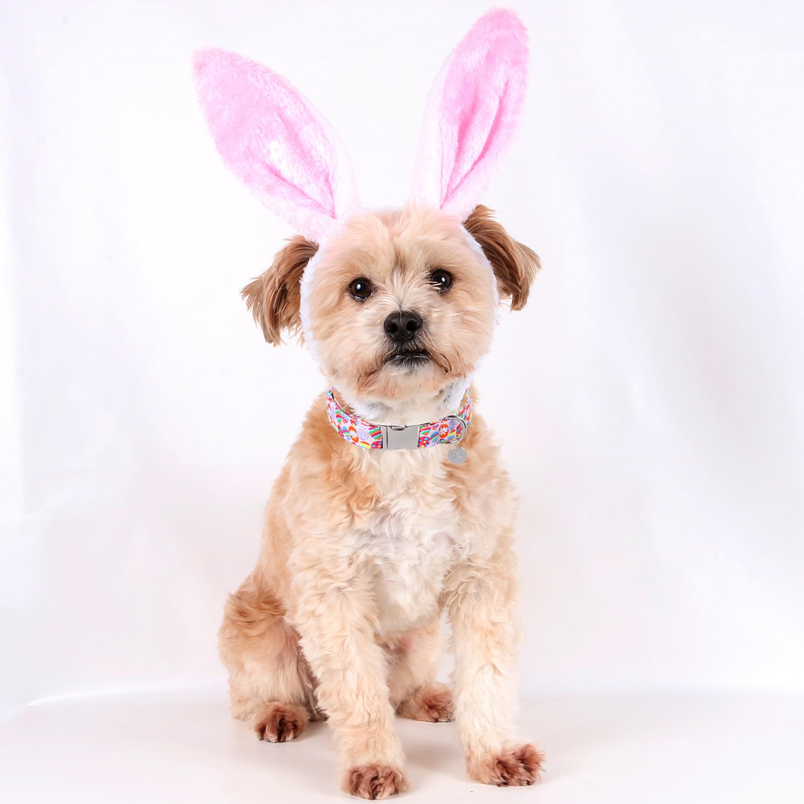 Egg Collar for Puppy Girl Boy Dog or Cat, Easter Day Gift Rabbit Dog Collar, Cute Carrot Pet Dog Collar with Metal Buckle