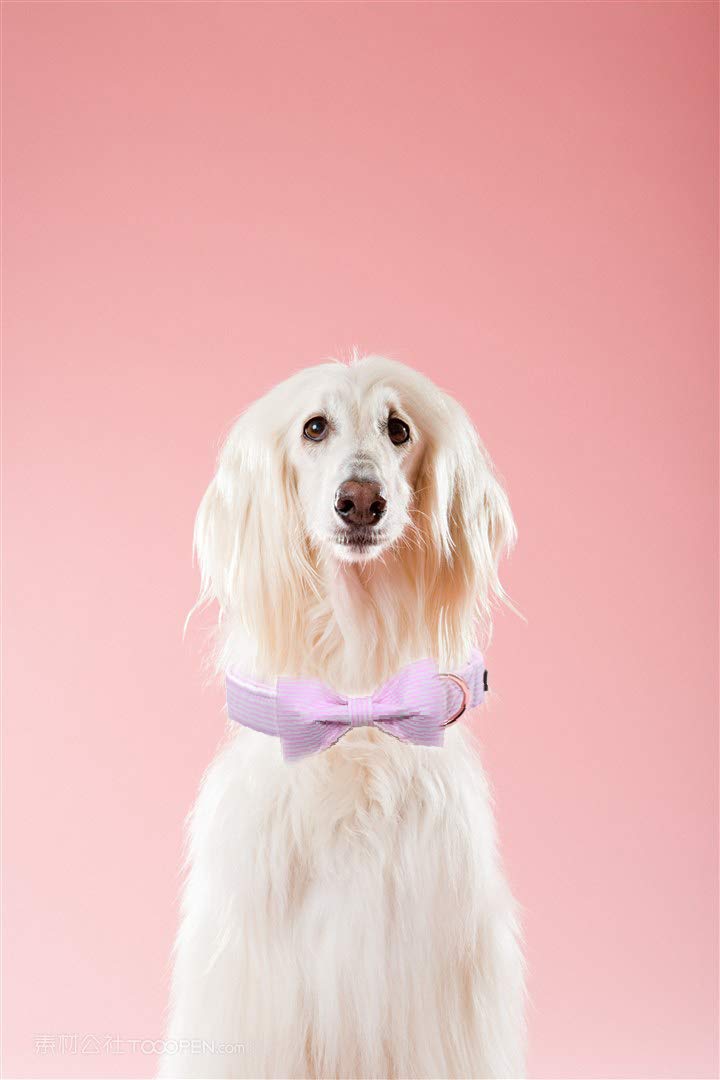 Spring Pink Dog Collar with Bow