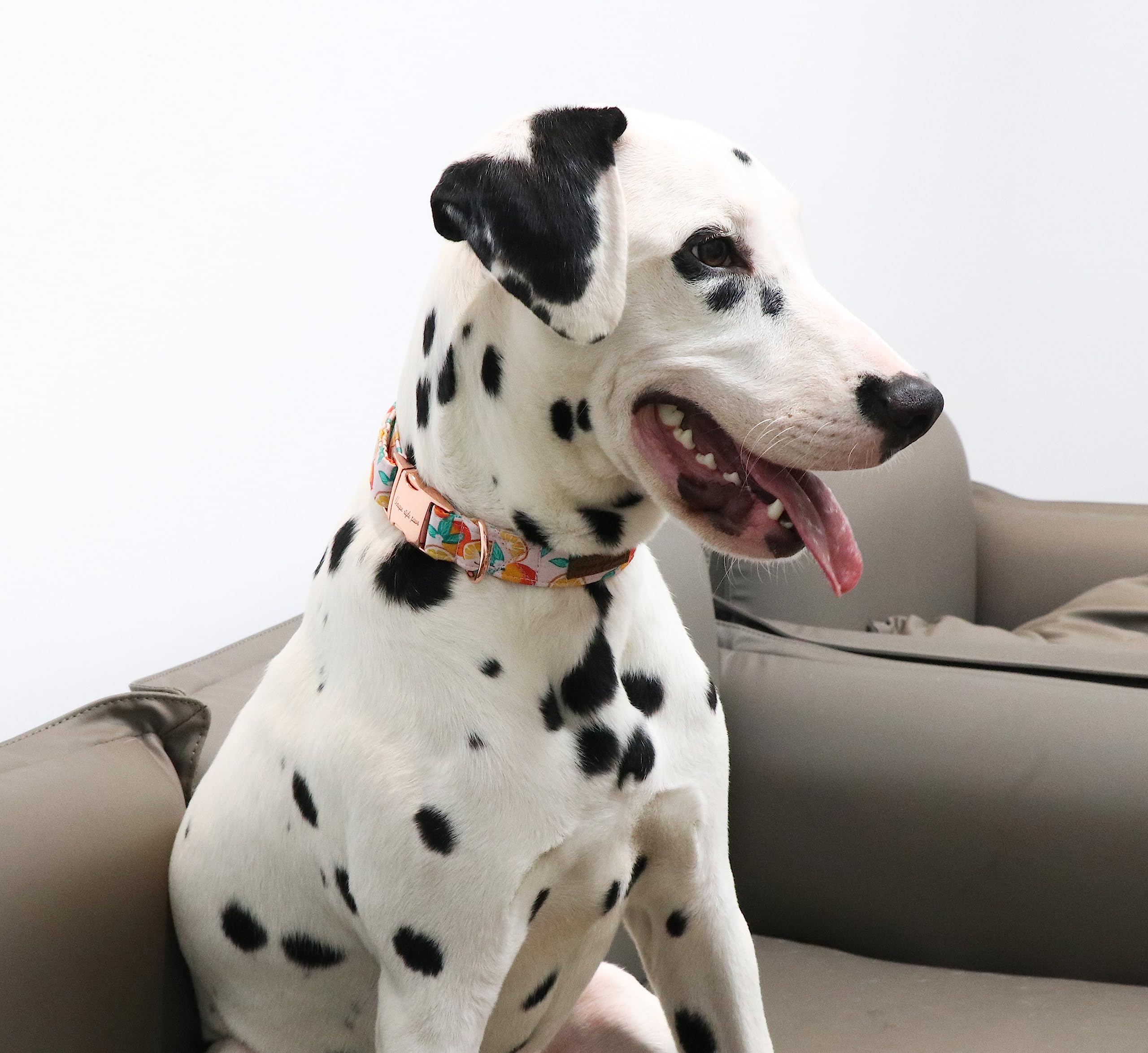 Dog Collar Metal Buckle Orange Collar Gift Durable Cute Collar for Small Medium Large Boys Girls Dogs
