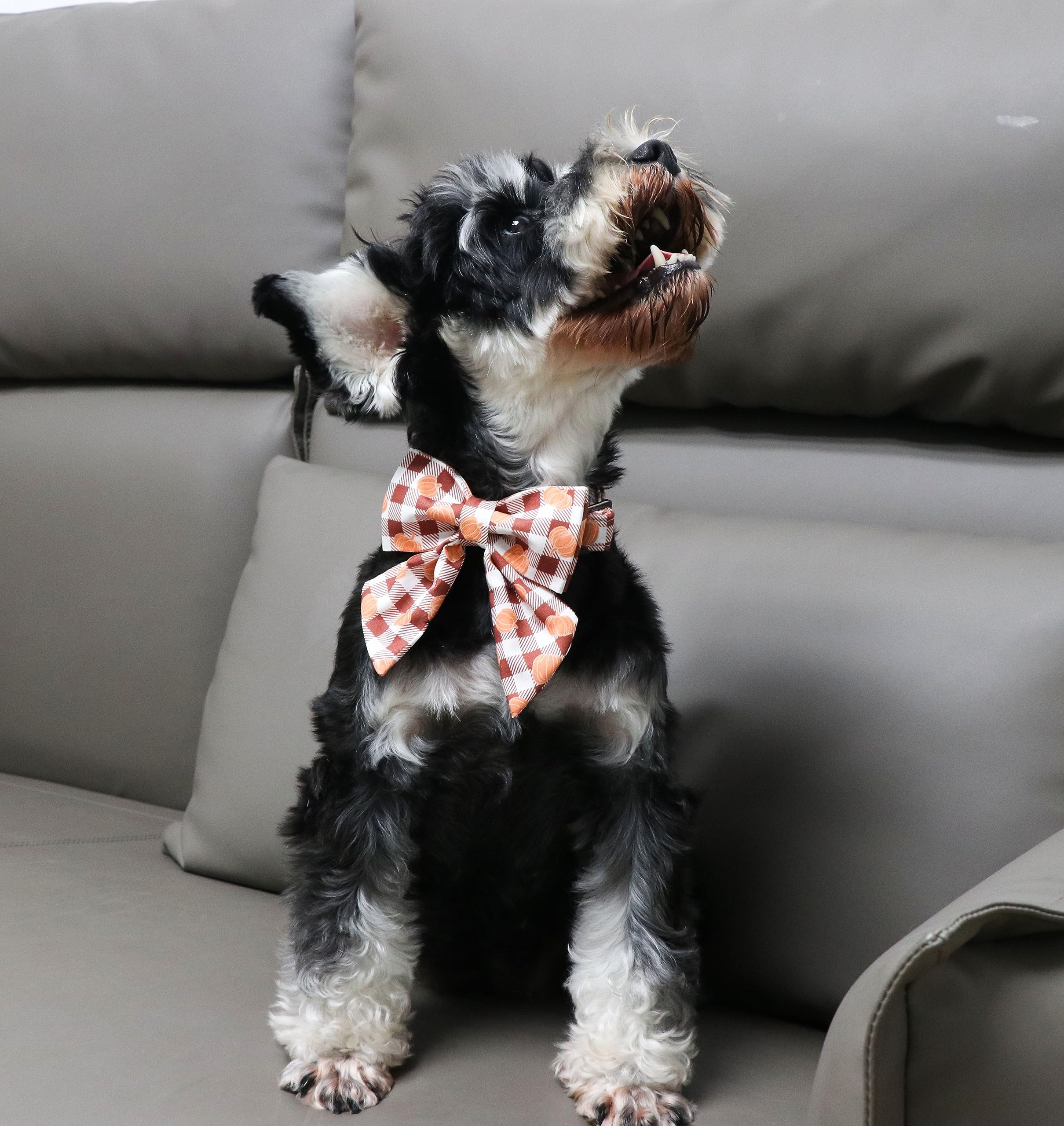 Halloween Pumpkin Plaid Dog Collar with Sailor Bow