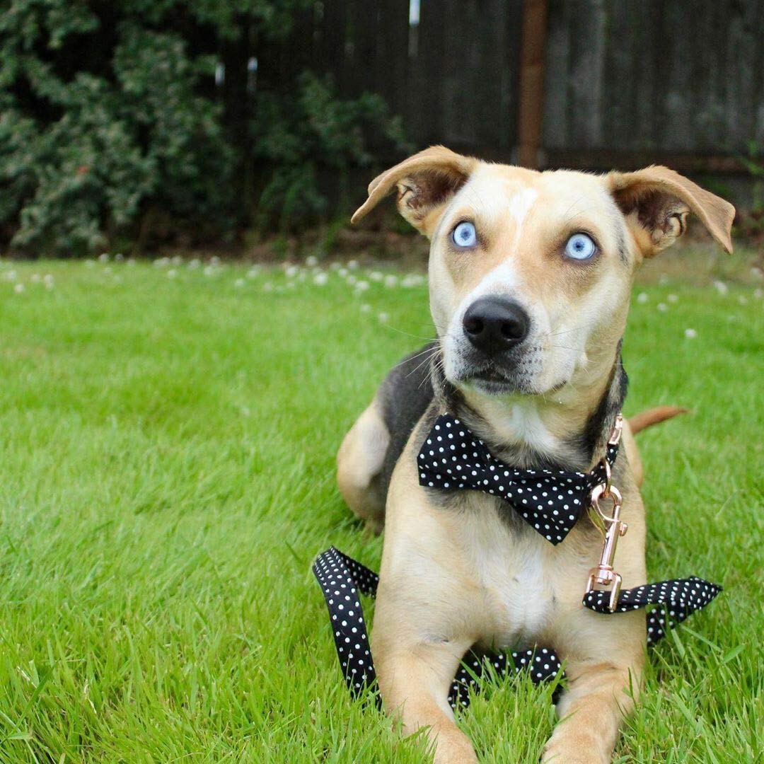 Soft &Comfy Bowtie Dog Collar and Cat Collar