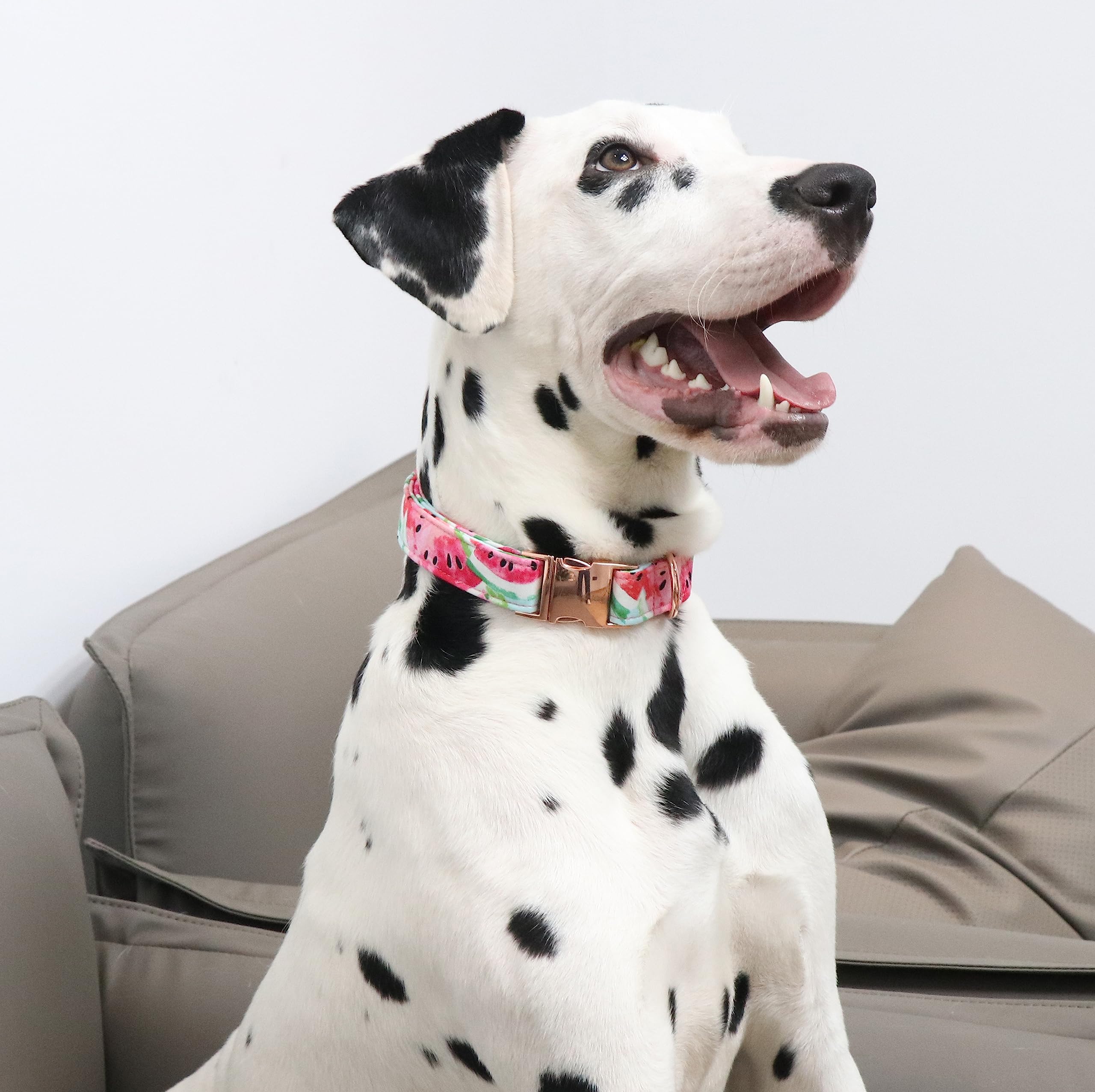Dog Collar Metal Buckle Watermelon Collar Gift Durable Cute Collar for Small Medium Large Boys Girls Dogs