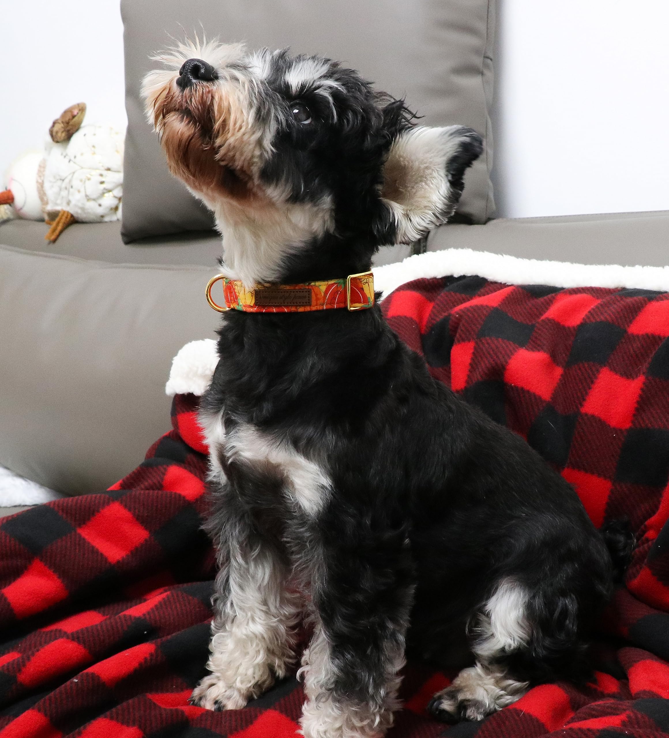 Halloween Dog Collar Metal Buckle Orange Pumpkin Collar Gift Durable Cute Collar for Small Medium Large Boys Girls Dogs