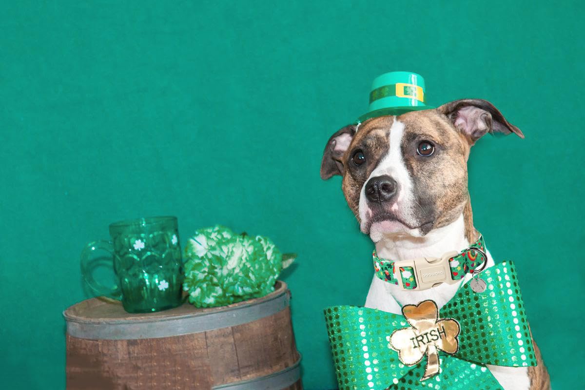 St. Patrick's Day Dog Collar, Lucky Clover Shamrock Green Dog Collar Soft Durable Adjustable Costume Bright Lucky Charm Puppy Collar for Small Medium Large Dog