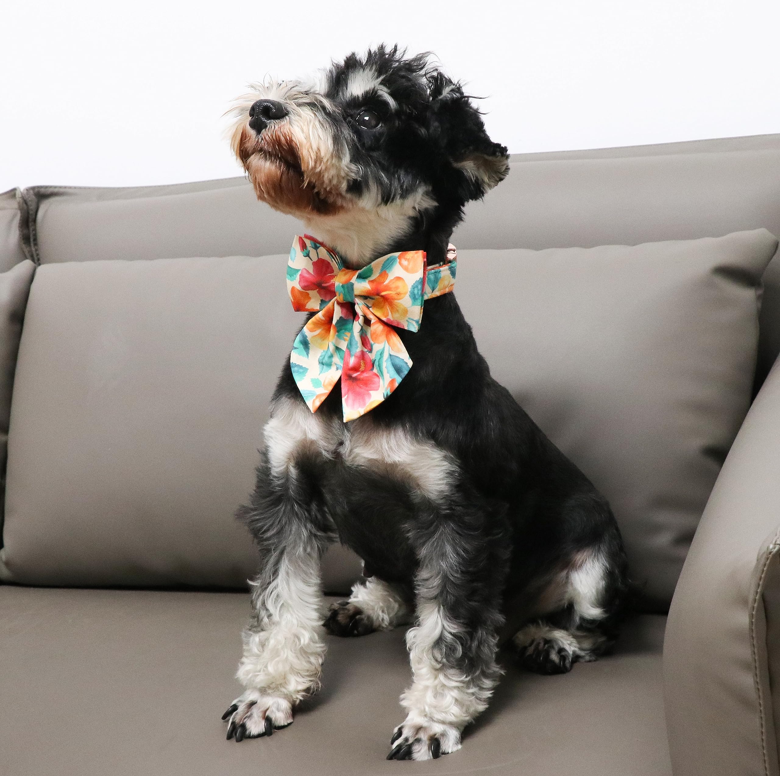 Floral Plaid Colorful Dog Collar with Sailor Bow