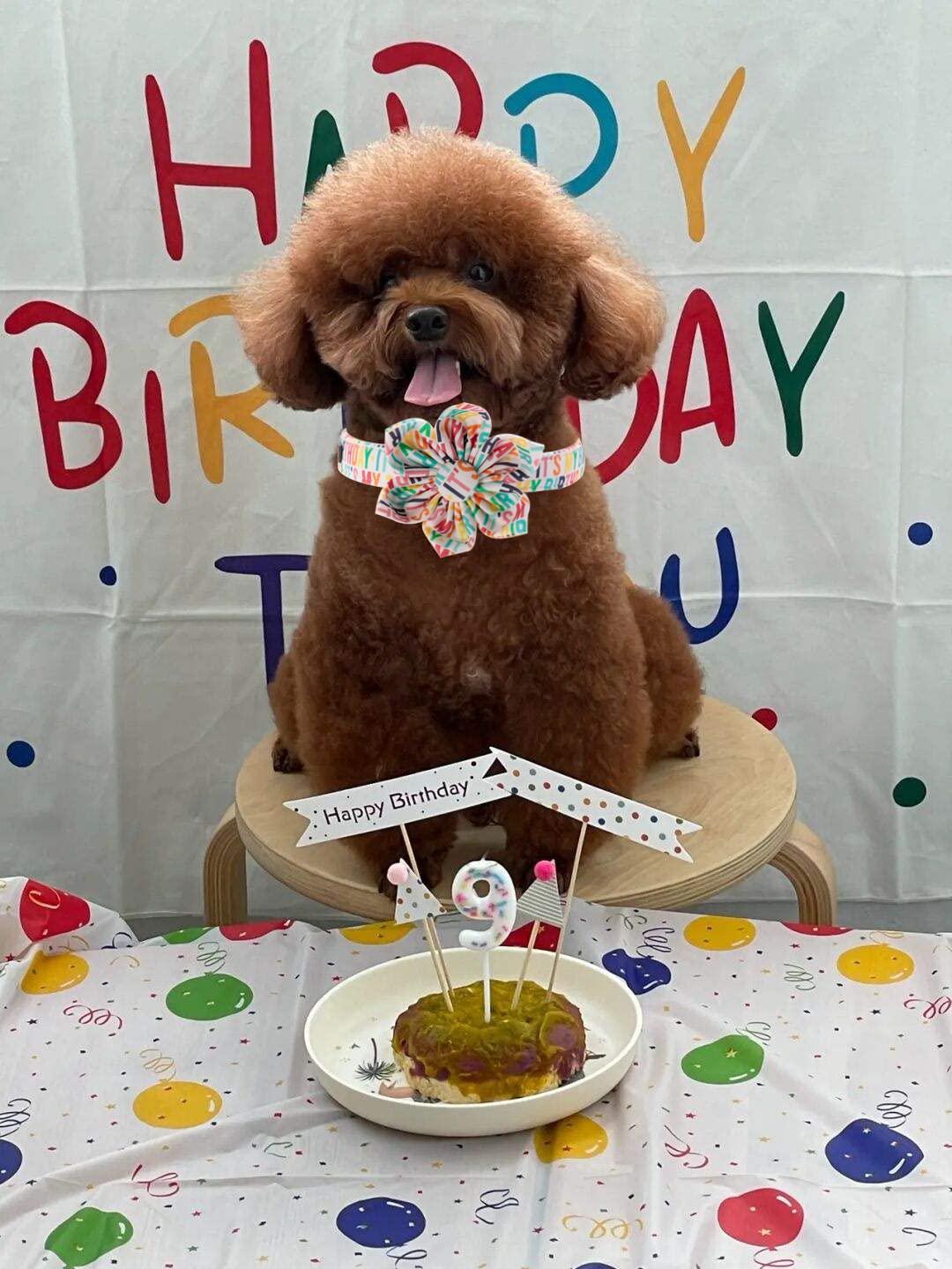Adjustable Birthday Dog Collar Flower Pattern