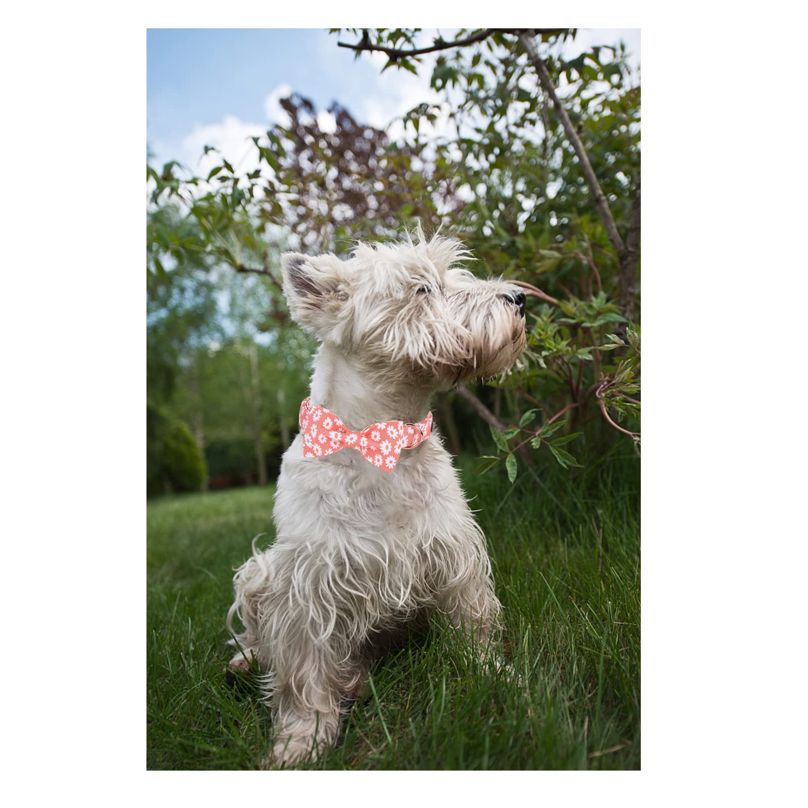 Pink Daisy Summer Dog Collar With Bowtie