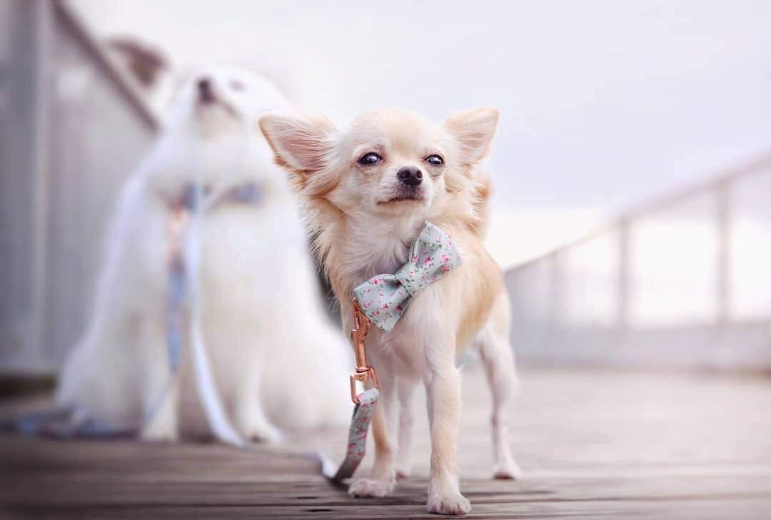 Soft &Comfy Bowtie Dog Collar and Cat Collar