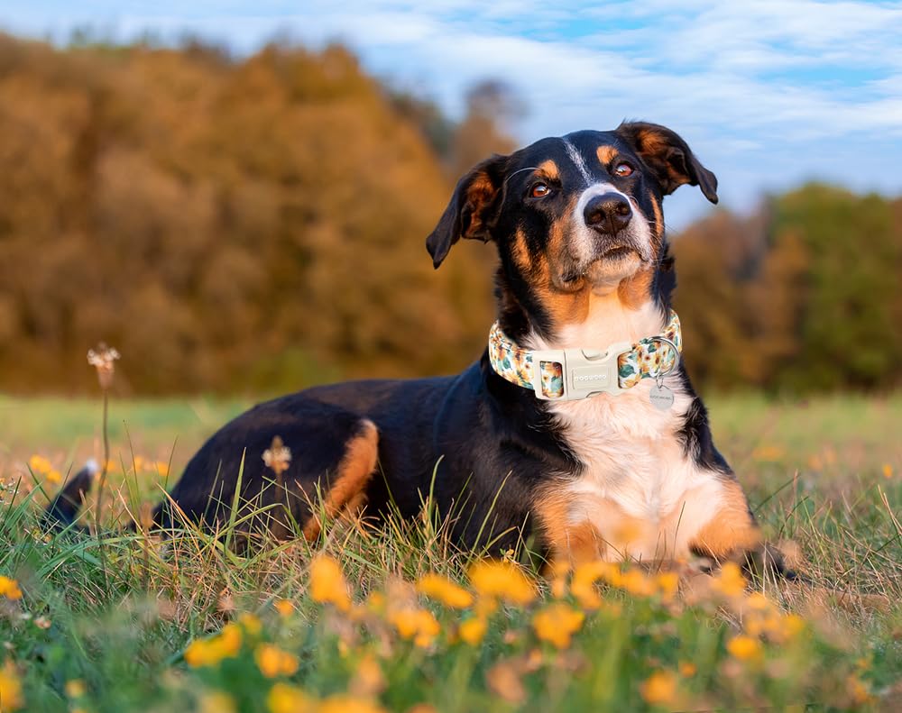 Female Cotton Dog Collar, Sunflower Dog Collar Durable Soft Natural Fabric Spring Pet Dog Collar Cute Summer Puppy Necklace for Small Medium Large Dog