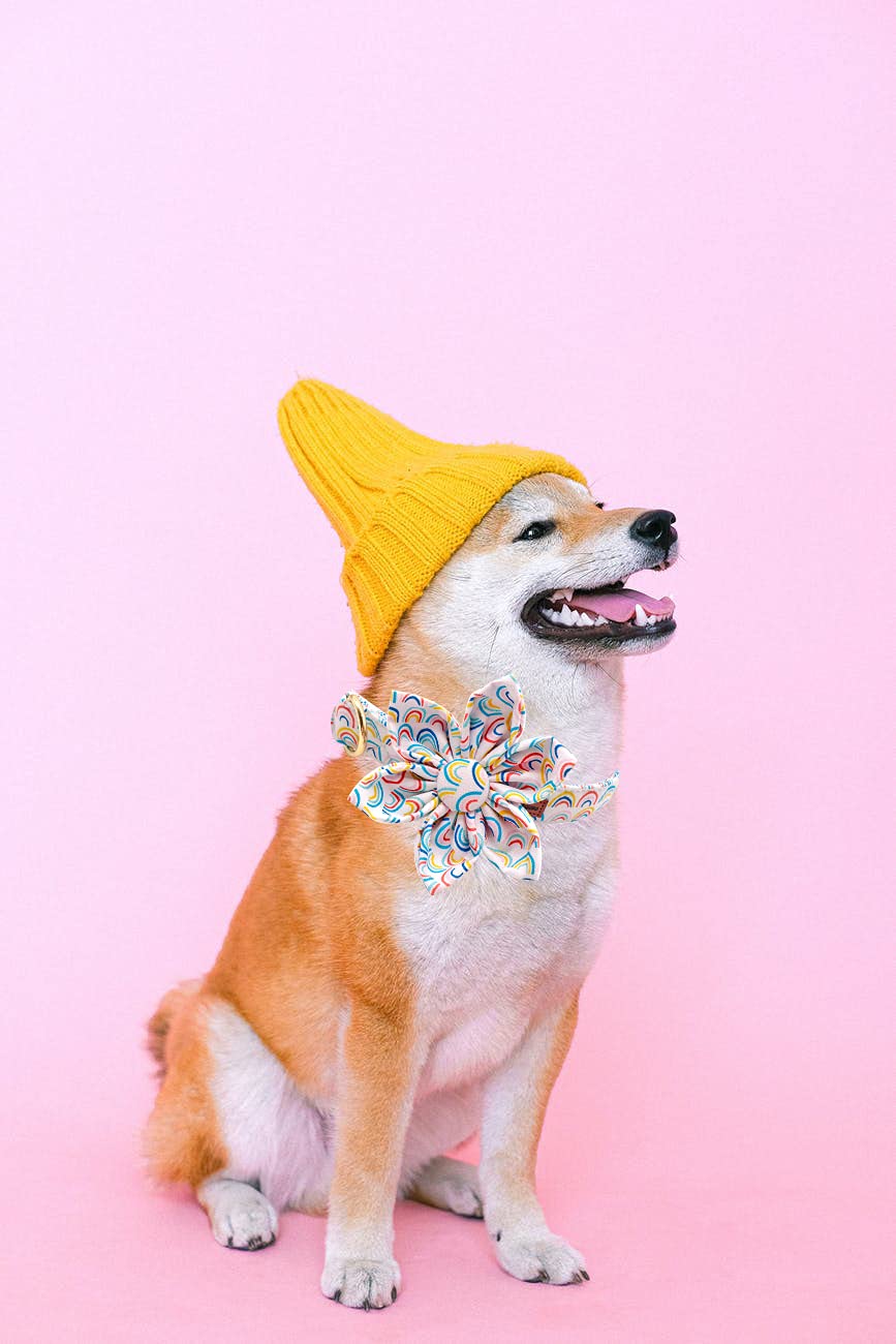Durable Rainbow Floral Pattern Pet Collar