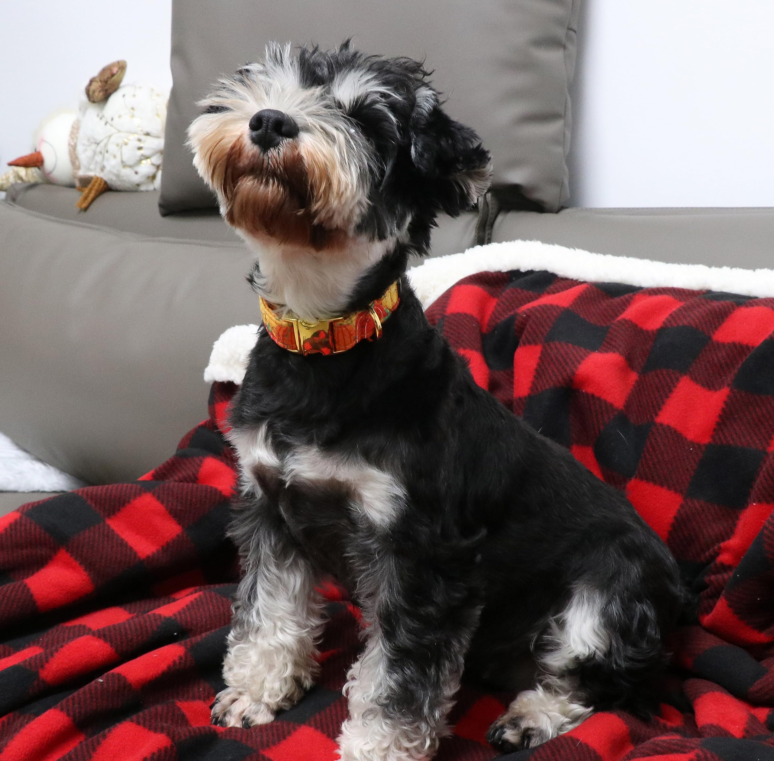 Halloween Dog Collar Metal Buckle Orange Pumpkin Collar Gift Durable Cute Collar for Small Medium Large Boys Girls Dogs