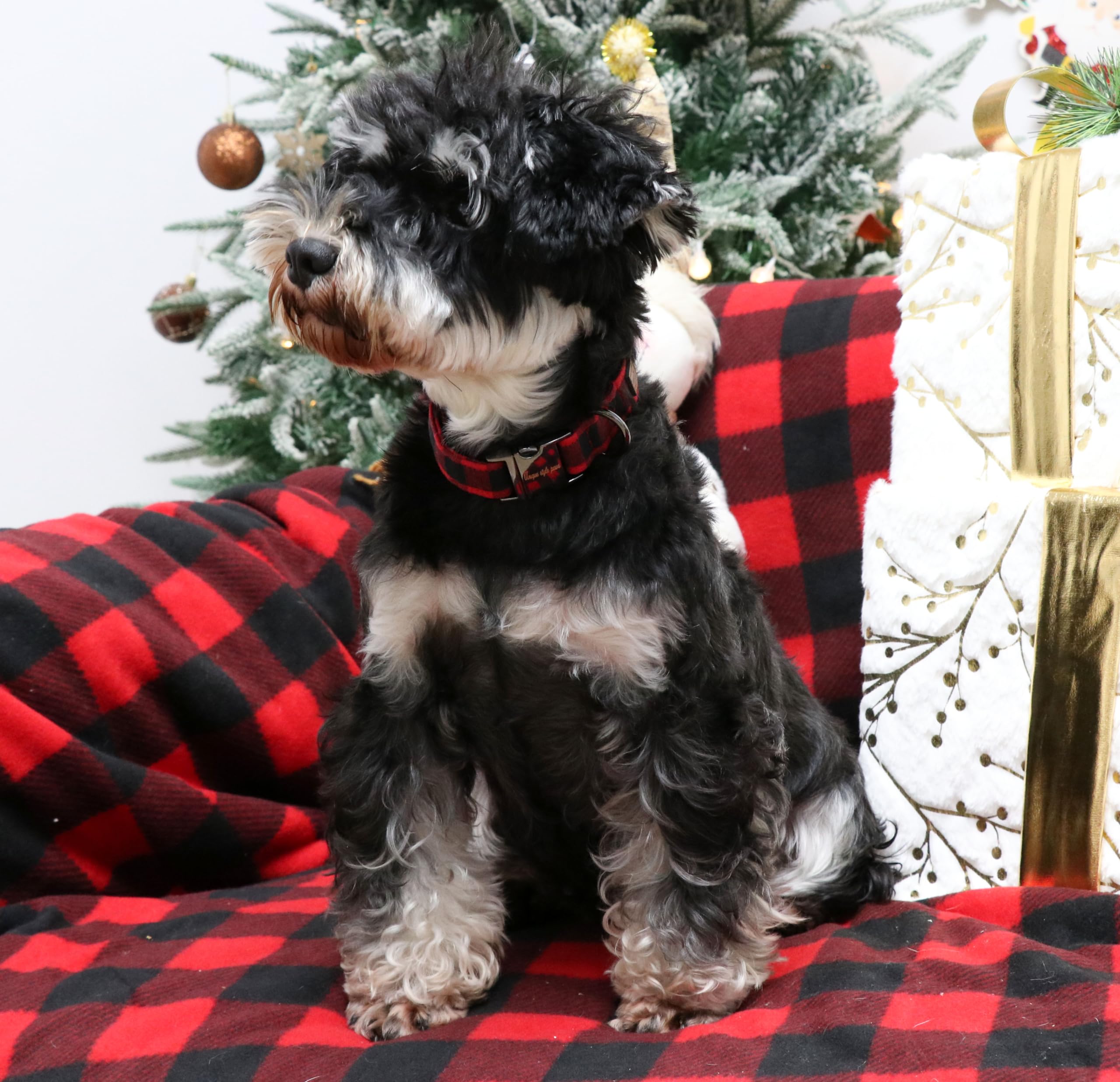 Christmas Dog Collar Metal Buckle Red Black Plaid Puppy Collar Gift Durable Cute Collar for Small Medium Large Boys Girls Dogs