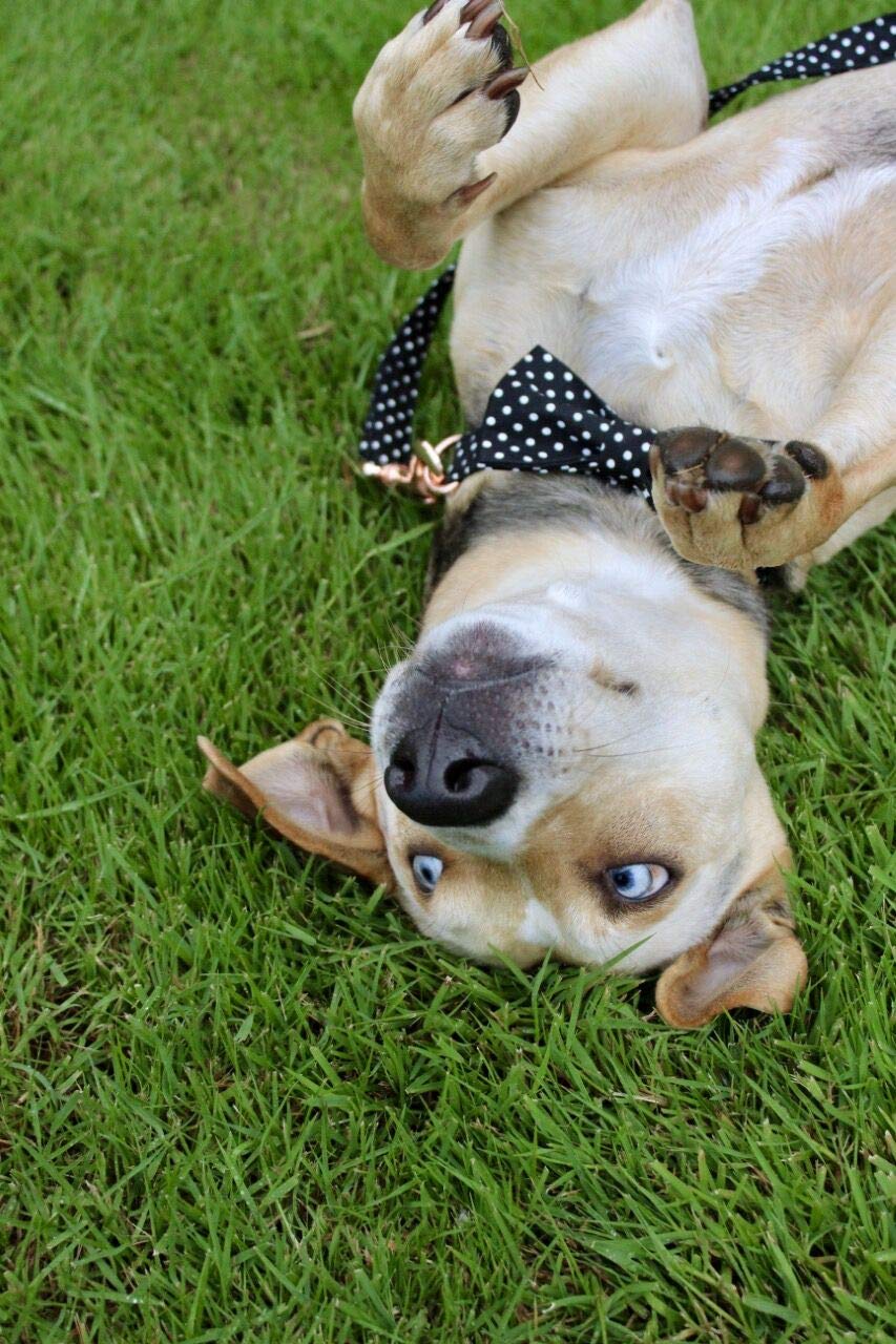 Soft &Comfy Bowtie Dog Collar and Cat Collar