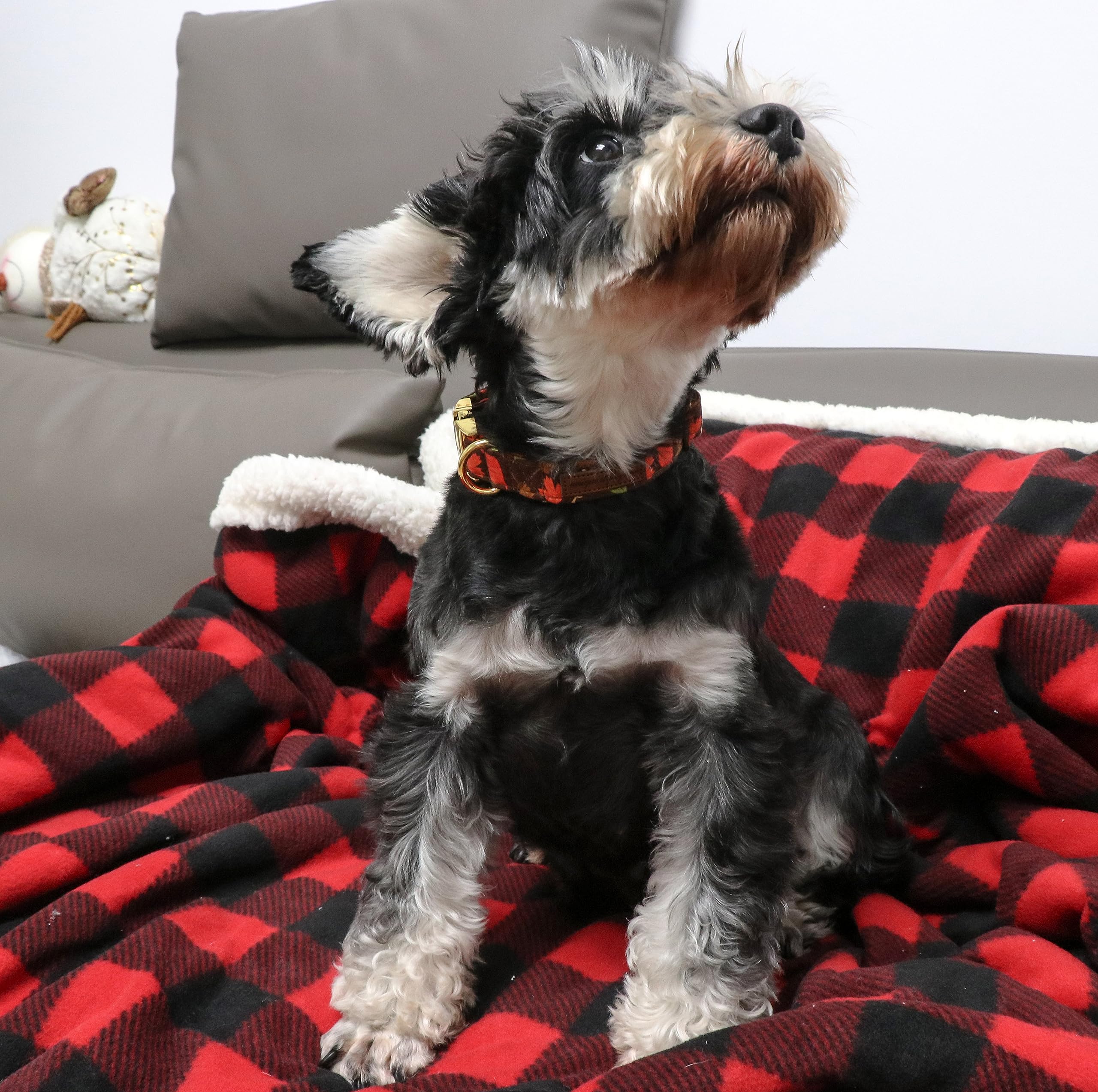 Dog Collar Metal Buckle Maple Leaves Collar Gift Durable Cute Collar for Small Medium Large Boys Girls Dogs