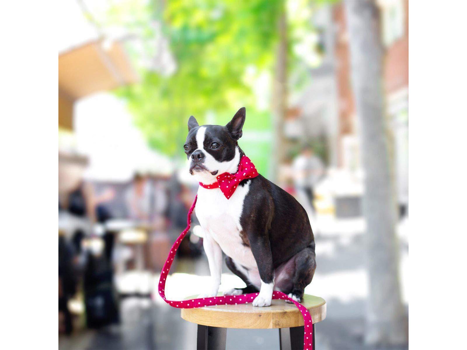Soft &Comfy Bowtie Dog Collar and Cat Collar