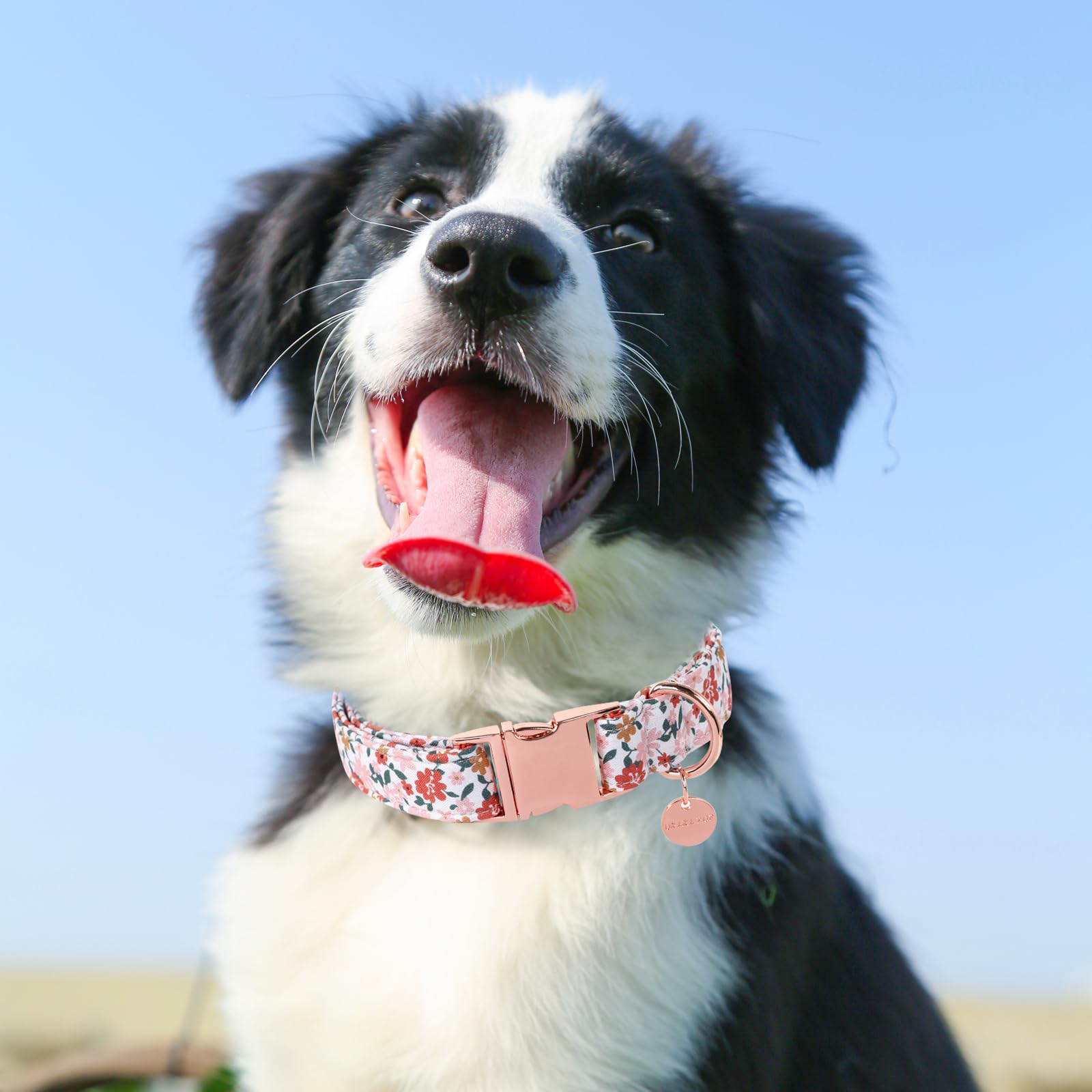 Dog Collar for Summer,Little Flower Dog Collar,Cotton Puppy Collar with Adjustable Buckle for Small,Medium,Large Girl Boy Dog