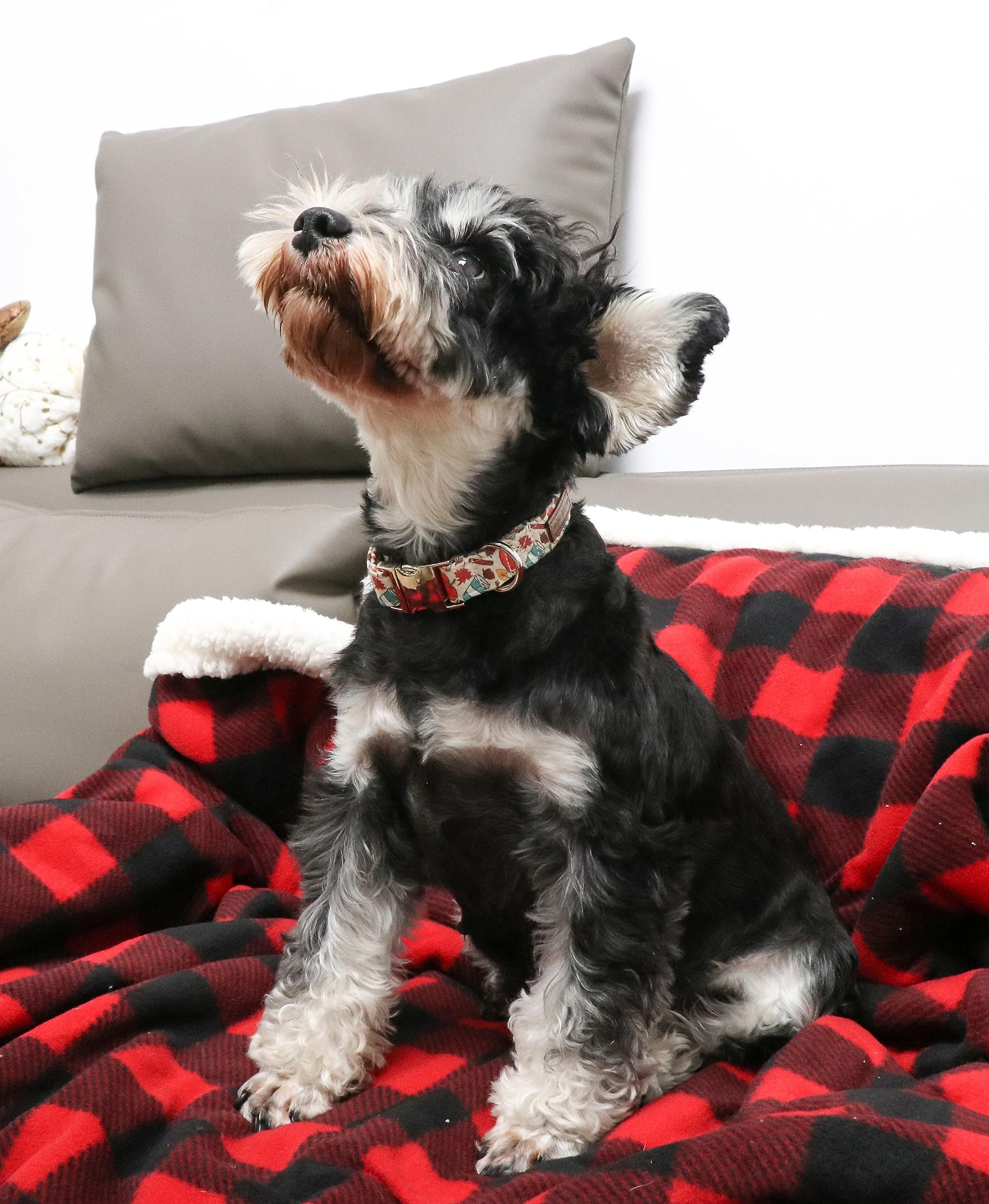 Halloween Dog Collar Metal Buckle Pumpkin Collar Gift Durable Cute Collar for Small Medium Large Boys Girls Dogs