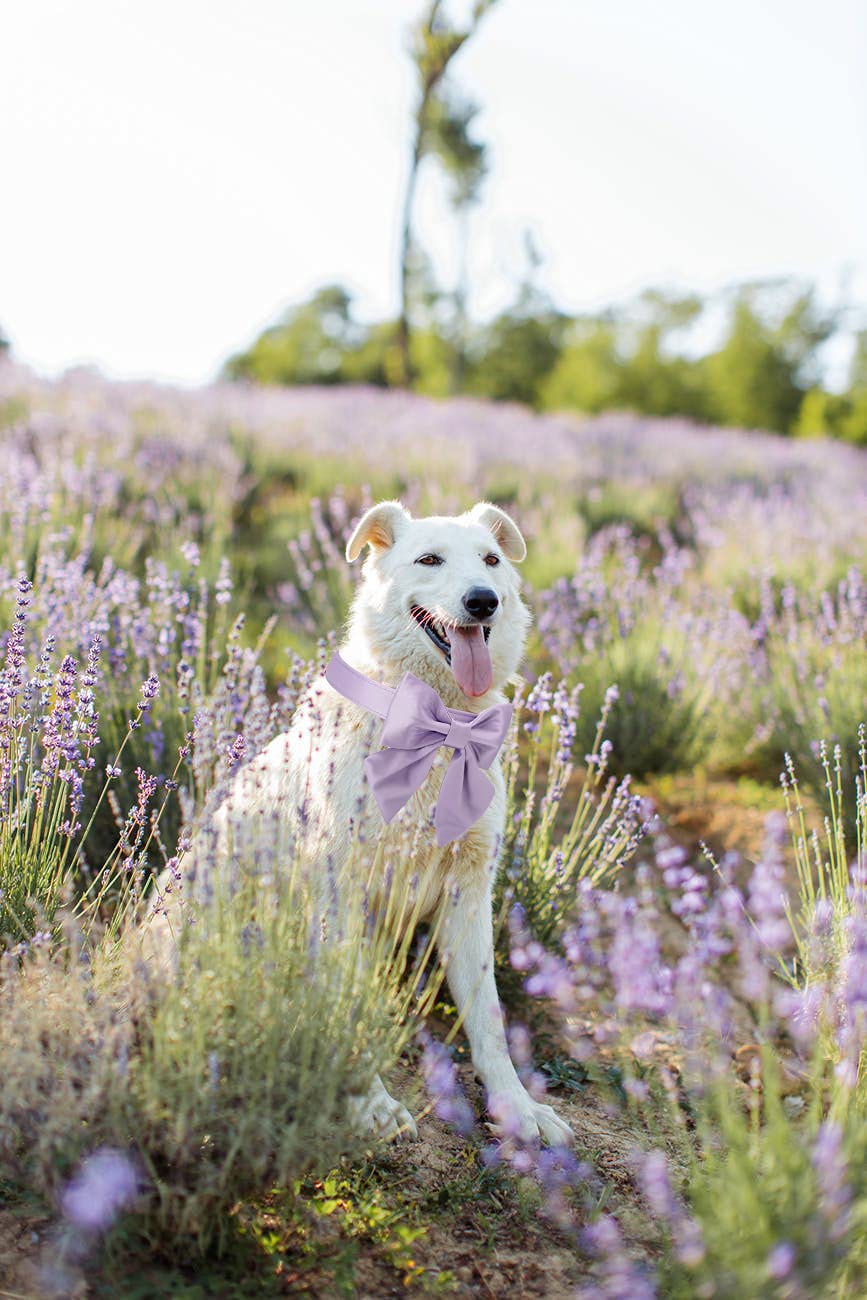 Purple Silk Dog Collar Adjustable Durable Dog Collar with Sailor Bow
