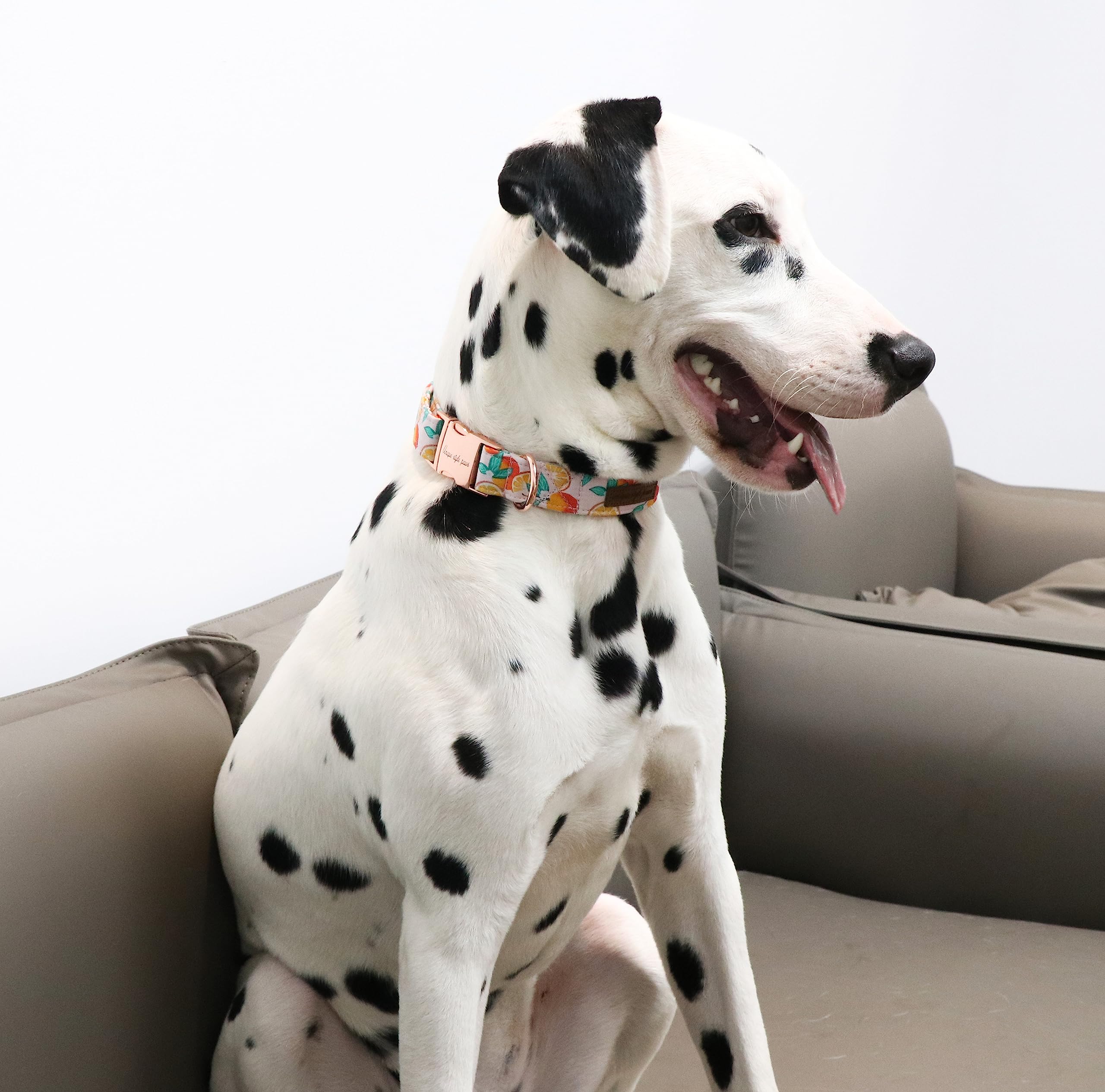 Dog Collar Metal Buckle Orange Collar Gift Durable Cute Collar for Small Medium Large Boys Girls Dogs